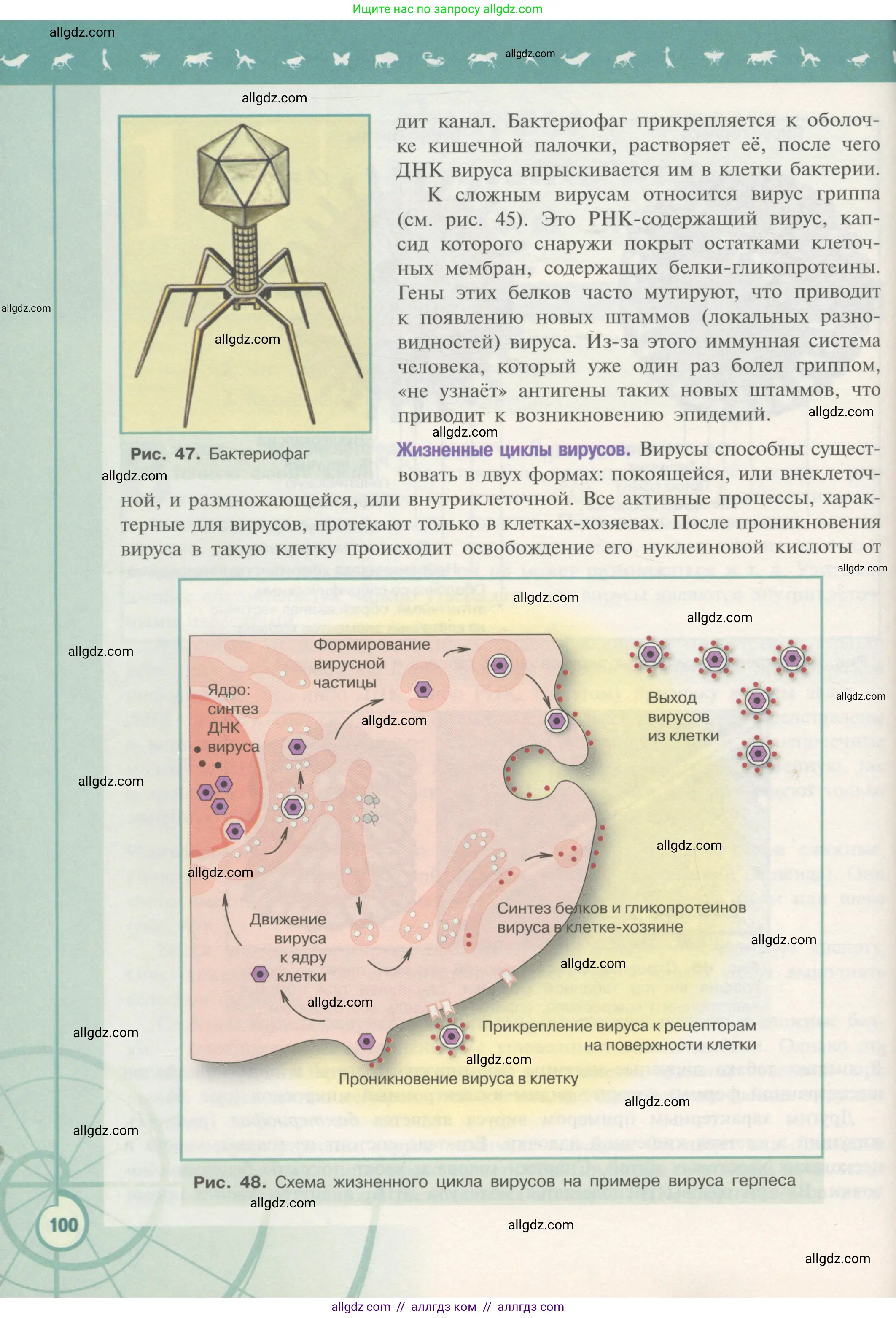Биология, 10 класс Учебник, авторы: Пасечник Владимир Васильевич, Каменский Андрей Александрович, Рубцов Александр Михайлович, Швецов Глеб Геннадьевич, Гапонюк Зоя Георгиевна, издательство Просвещение, Москва, 2018, зелёного цвета, страница 100