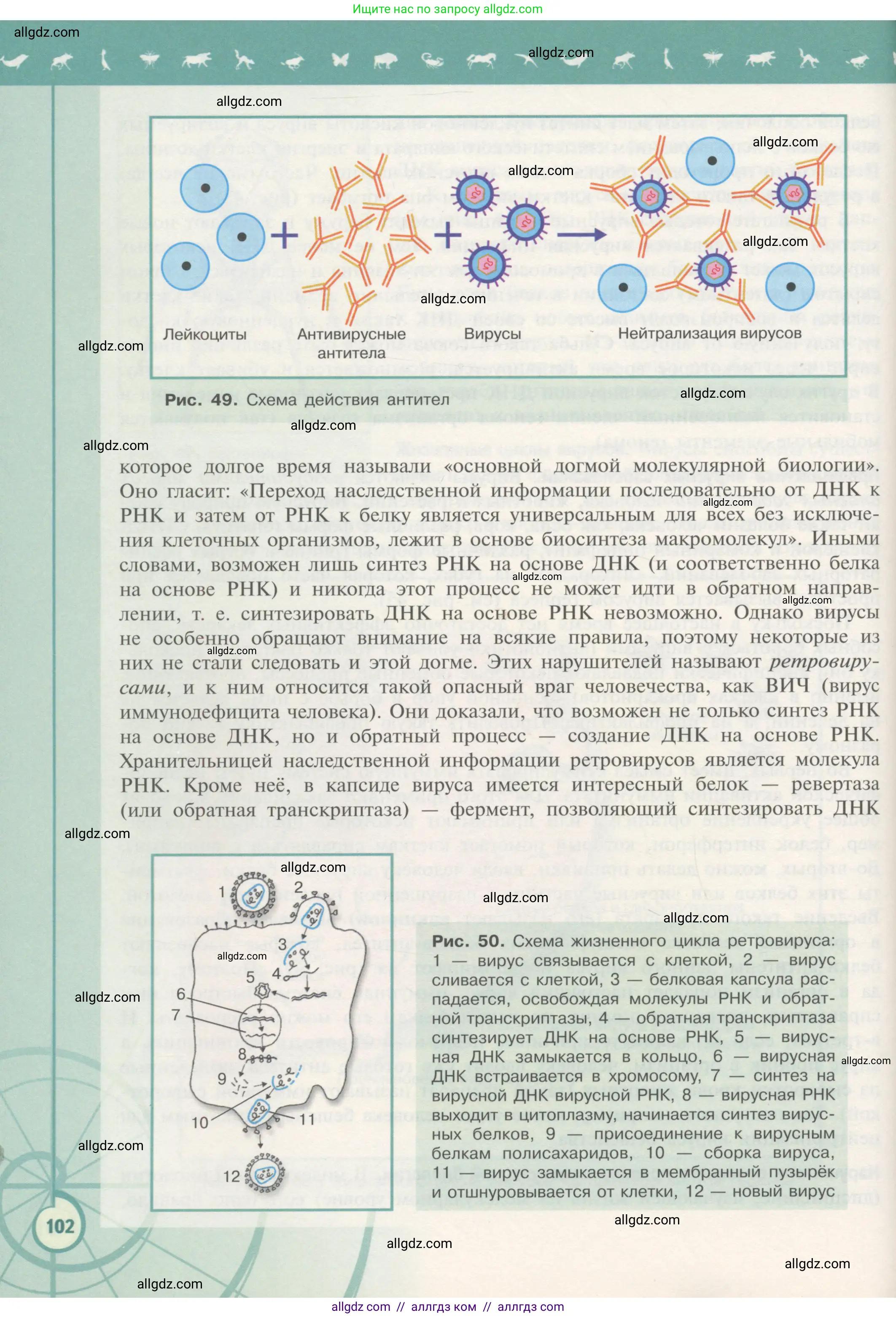 Биология, 10 класс Учебник, авторы: Пасечник Владимир Васильевич, Каменский Андрей Александрович, Рубцов Александр Михайлович, Швецов Глеб Геннадьевич, Гапонюк Зоя Георгиевна, издательство Просвещение, Москва, 2018, зелёного цвета, страница 102