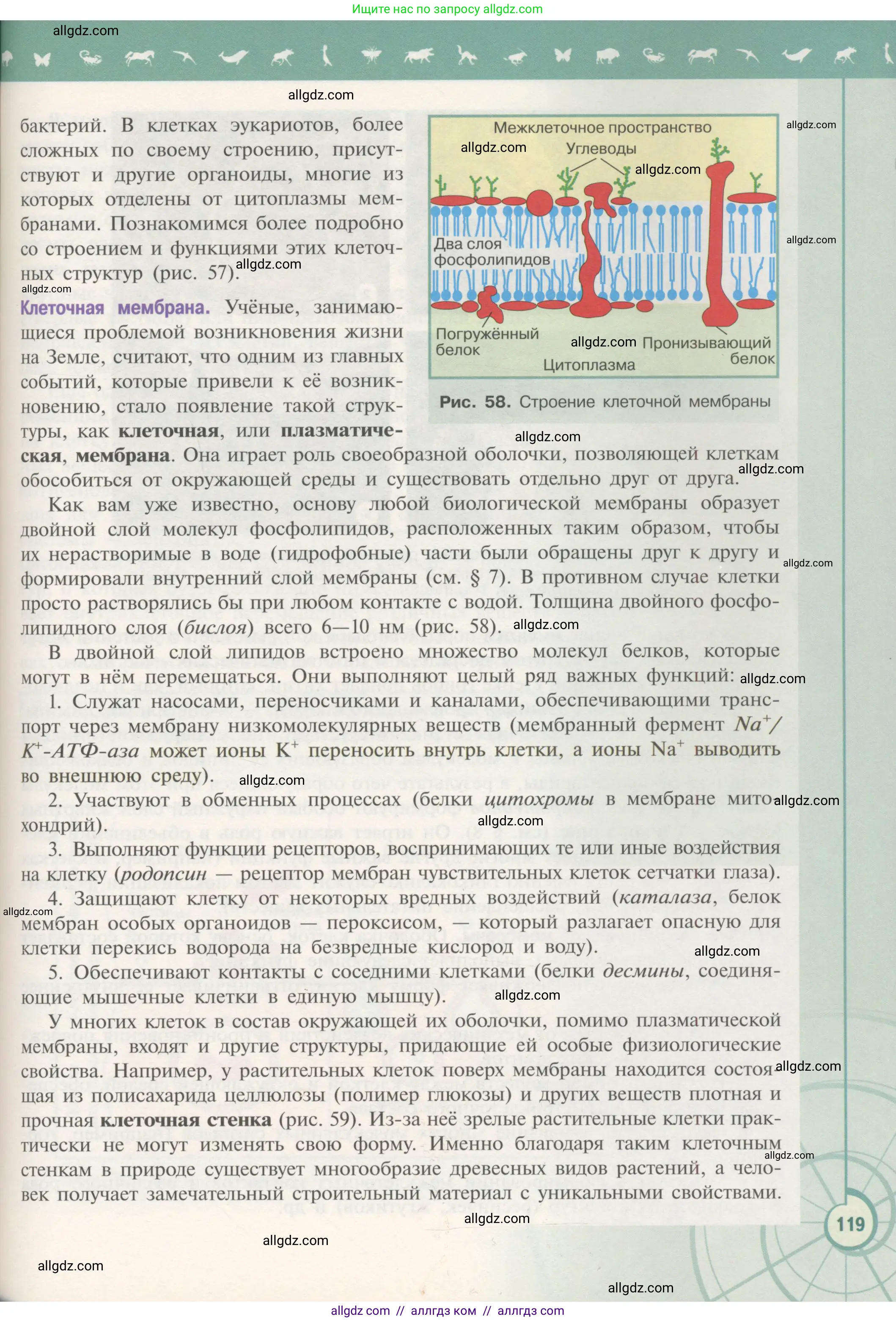 Биология, 10 класс Учебник, авторы: Пасечник Владимир Васильевич, Каменский Андрей Александрович, Рубцов Александр Михайлович, Швецов Глеб Геннадьевич, Гапонюк Зоя Георгиевна, издательство Просвещение, Москва, 2018, зелёного цвета, страница 119