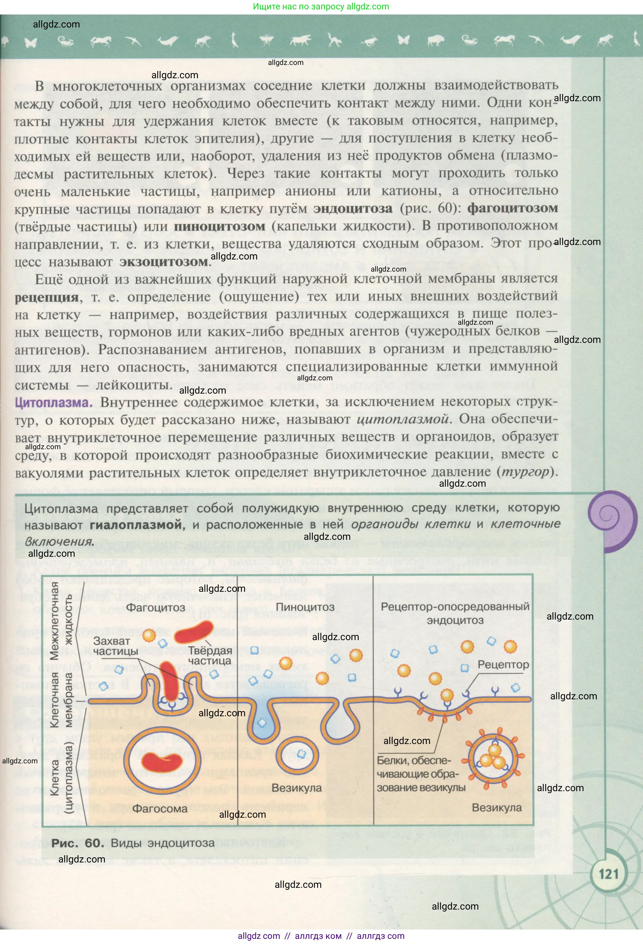 Биология, 10 класс Учебник, авторы: Пасечник Владимир Васильевич, Каменский Андрей Александрович, Рубцов Александр Михайлович, Швецов Глеб Геннадьевич, Гапонюк Зоя Георгиевна, издательство Просвещение, Москва, 2018, зелёного цвета, страница 121