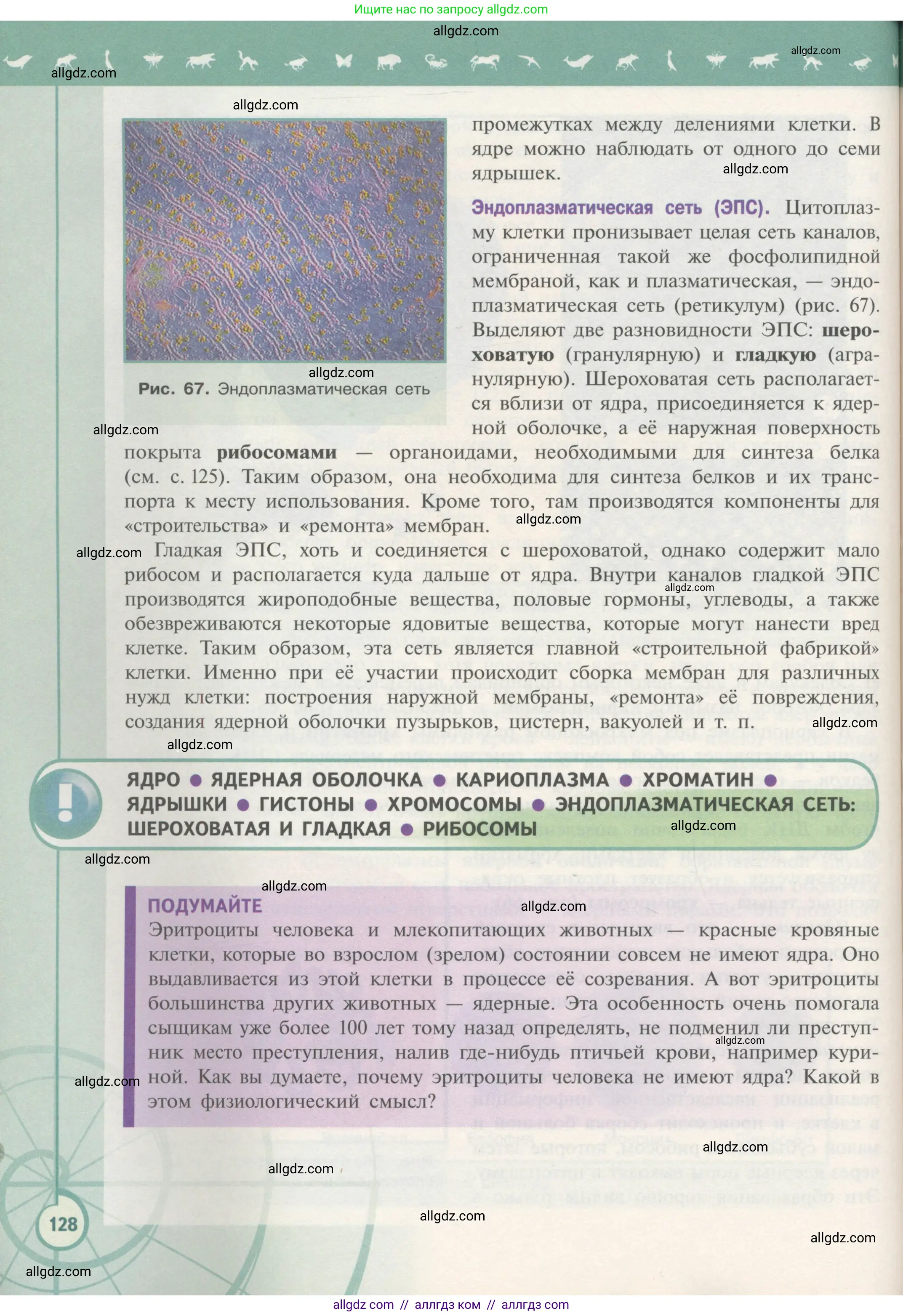 Биология, 10 класс Учебник, авторы: Пасечник Владимир Васильевич, Каменский Андрей Александрович, Рубцов Александр Михайлович, Швецов Глеб Геннадьевич, Гапонюк Зоя Георгиевна, издательство Просвещение, Москва, 2018, зелёного цвета, страница 128