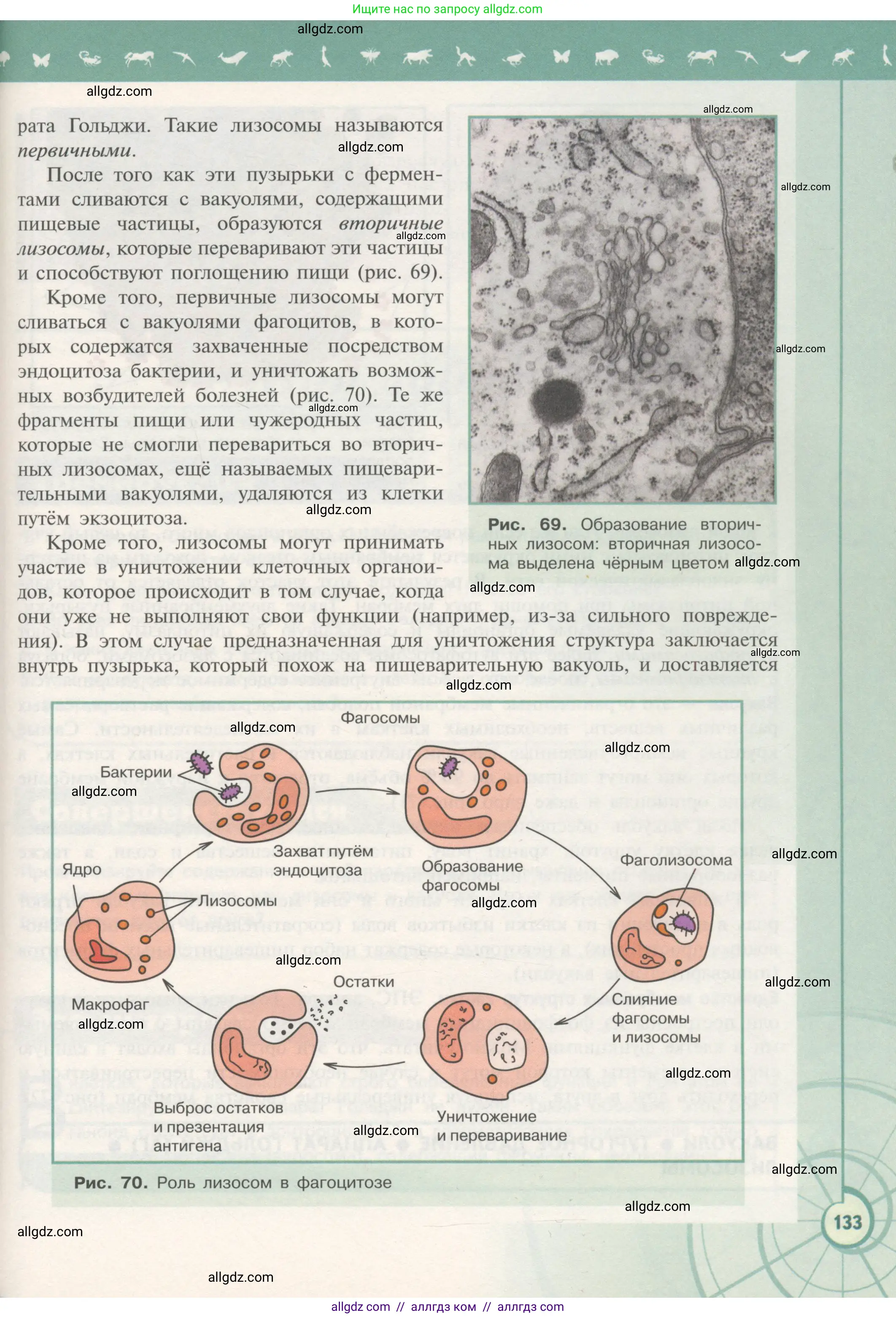 Биология, 10 класс Учебник, авторы: Пасечник Владимир Васильевич, Каменский Андрей Александрович, Рубцов Александр Михайлович, Швецов Глеб Геннадьевич, Гапонюк Зоя Георгиевна, издательство Просвещение, Москва, 2018, зелёного цвета, страница 133
