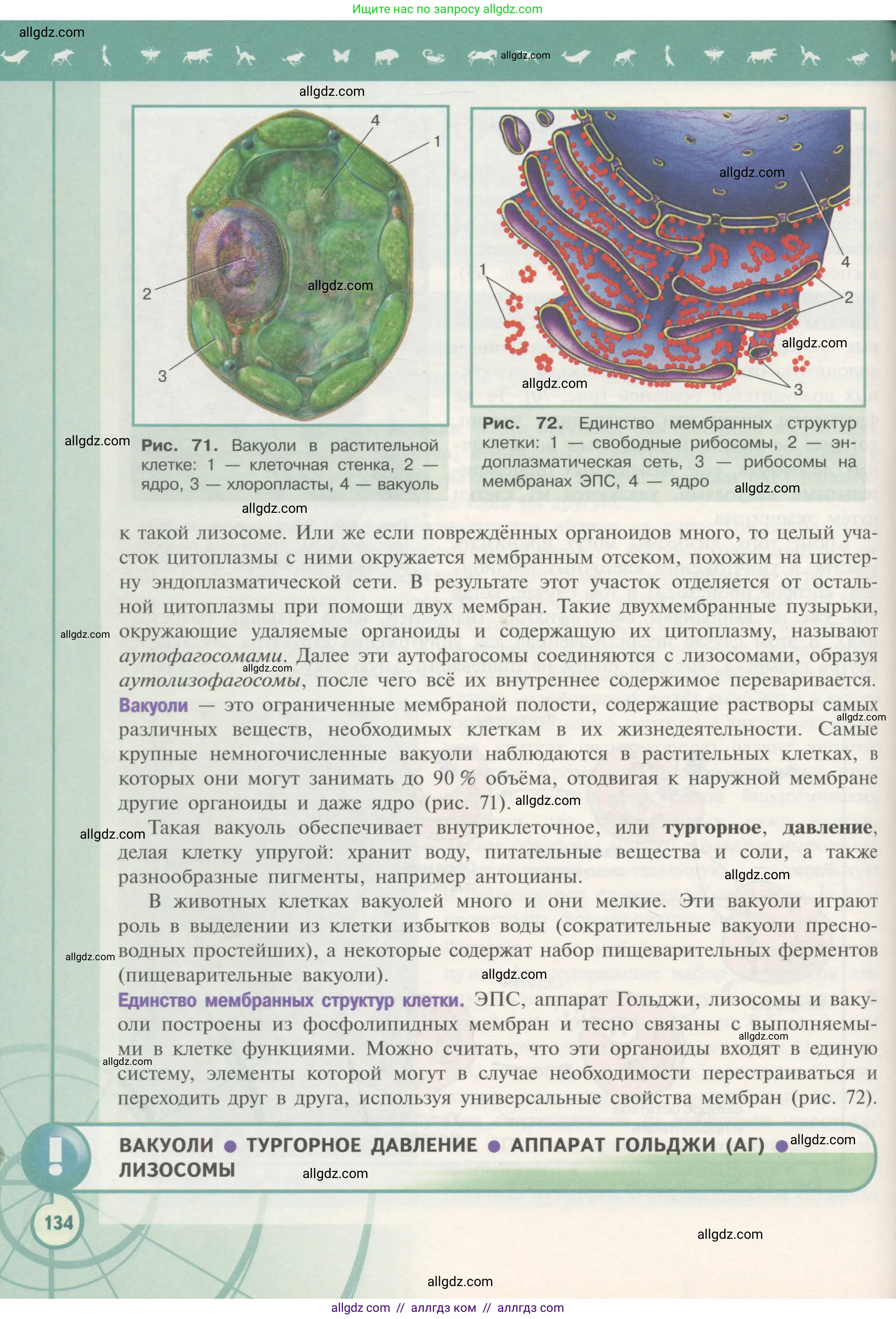 Биология, 10 класс Учебник, авторы: Пасечник Владимир Васильевич, Каменский Андрей Александрович, Рубцов Александр Михайлович, Швецов Глеб Геннадьевич, Гапонюк Зоя Георгиевна, издательство Просвещение, Москва, 2018, зелёного цвета, страница 134