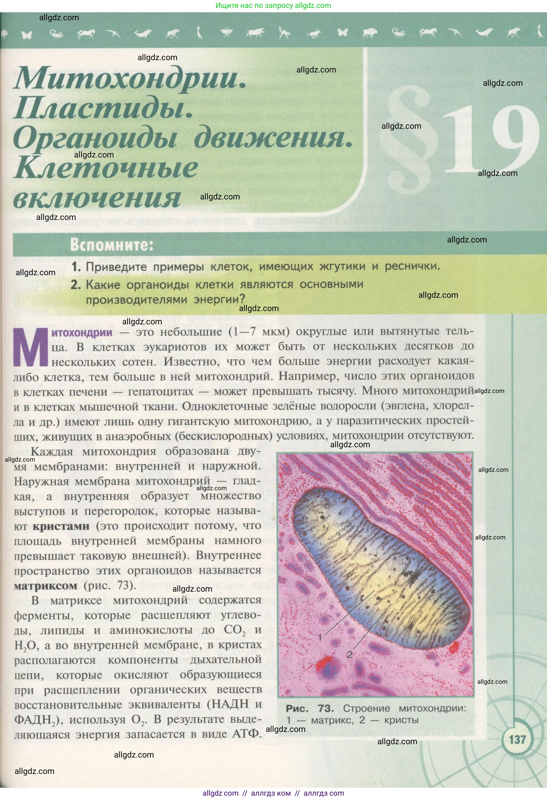 Биология, 10 класс Учебник, авторы: Пасечник Владимир Васильевич, Каменский Андрей Александрович, Рубцов Александр Михайлович, Швецов Глеб Геннадьевич, Гапонюк Зоя Георгиевна, издательство Просвещение, Москва, 2018, зелёного цвета, страница 137