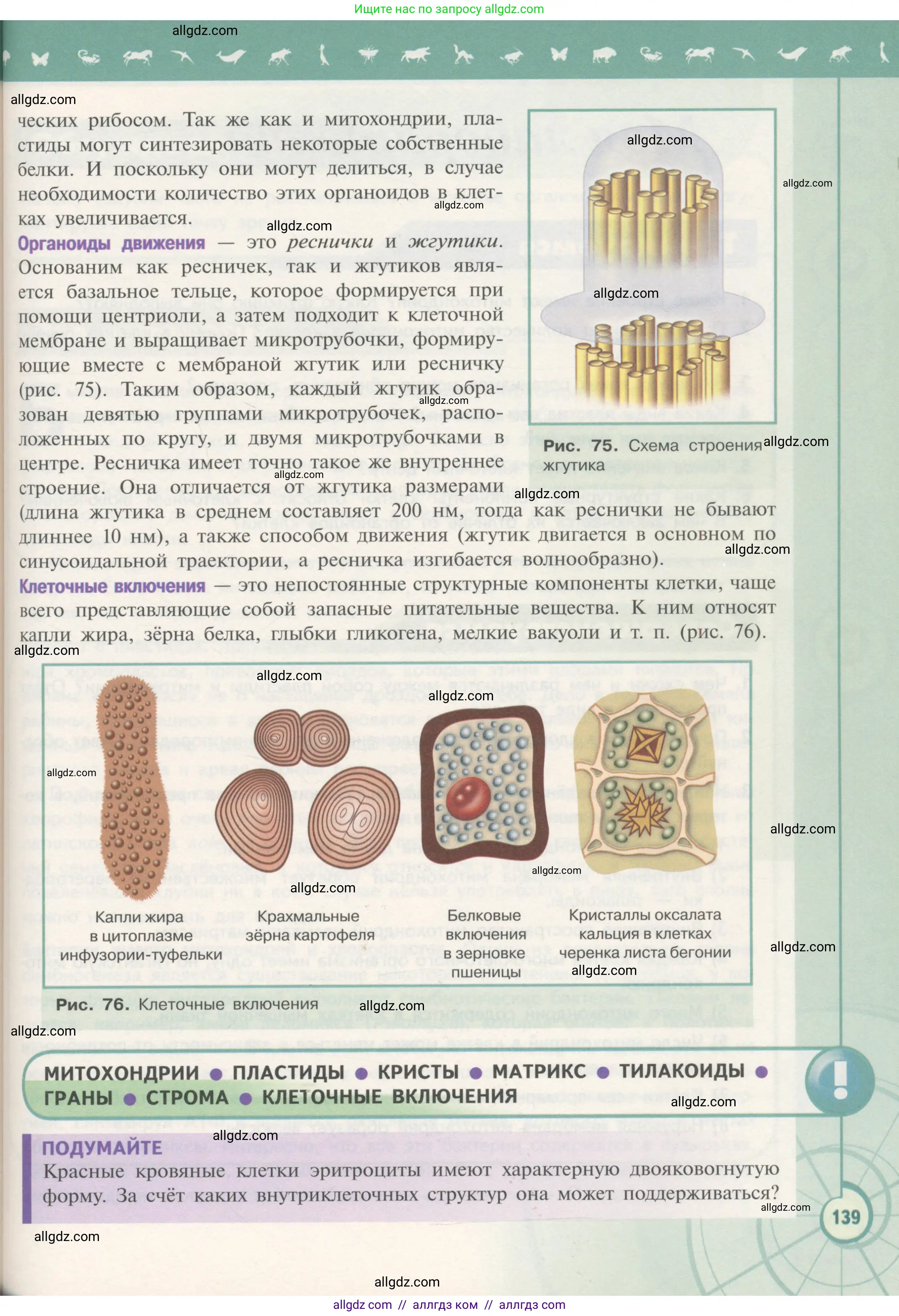 Биология, 10 класс Учебник, авторы: Пасечник Владимир Васильевич, Каменский Андрей Александрович, Рубцов Александр Михайлович, Швецов Глеб Геннадьевич, Гапонюк Зоя Георгиевна, издательство Просвещение, Москва, 2018, зелёного цвета, страница 139