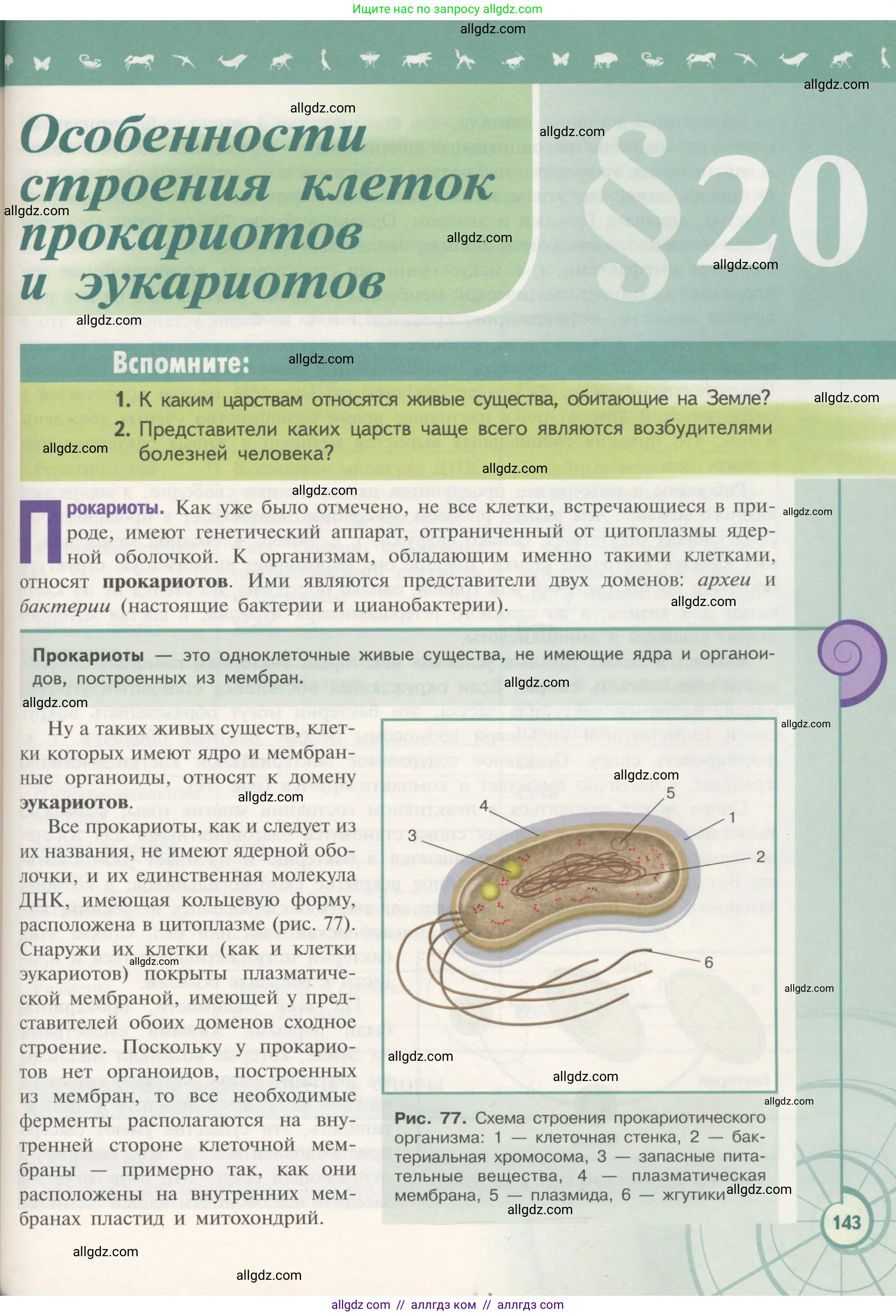 Биология, 10 класс Учебник, авторы: Пасечник Владимир Васильевич, Каменский Андрей Александрович, Рубцов Александр Михайлович, Швецов Глеб Геннадьевич, Гапонюк Зоя Георгиевна, издательство Просвещение, Москва, 2018, зелёного цвета, страница 143