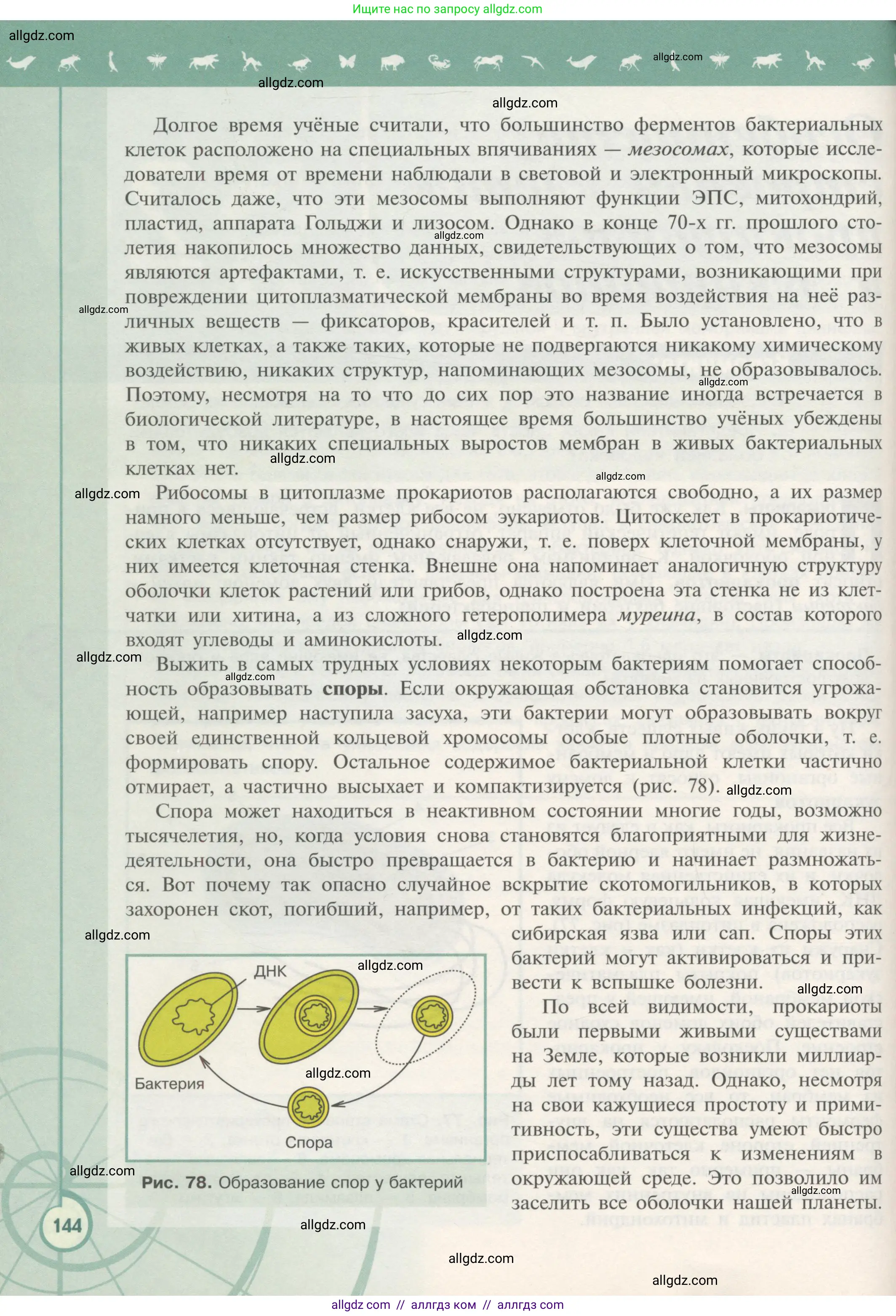 Биология, 10 класс Учебник, авторы: Пасечник Владимир Васильевич, Каменский Андрей Александрович, Рубцов Александр Михайлович, Швецов Глеб Геннадьевич, Гапонюк Зоя Георгиевна, издательство Просвещение, Москва, 2018, зелёного цвета, страница 144
