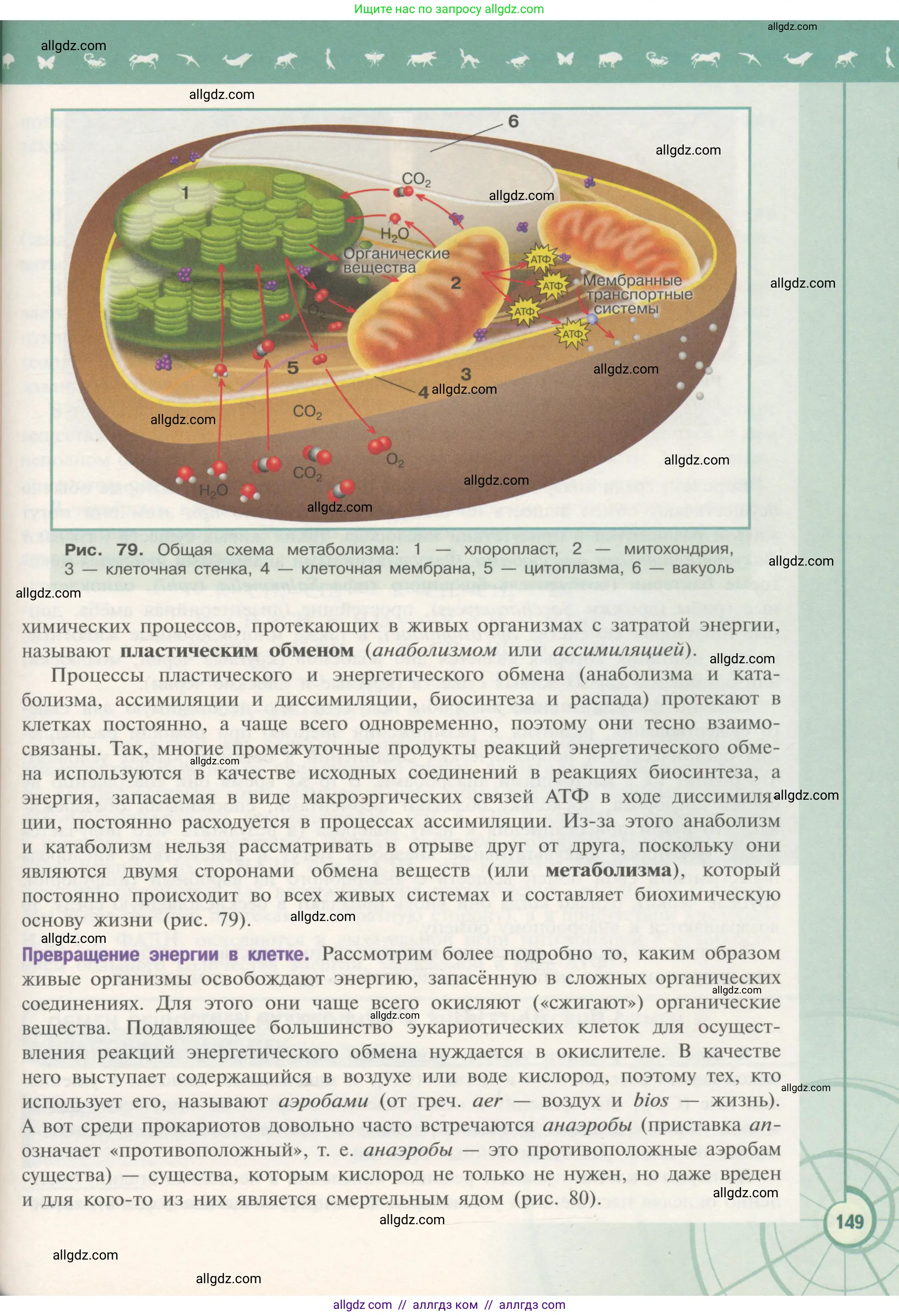 Биология, 10 класс Учебник, авторы: Пасечник Владимир Васильевич, Каменский Андрей Александрович, Рубцов Александр Михайлович, Швецов Глеб Геннадьевич, Гапонюк Зоя Георгиевна, издательство Просвещение, Москва, 2018, зелёного цвета, страница 149