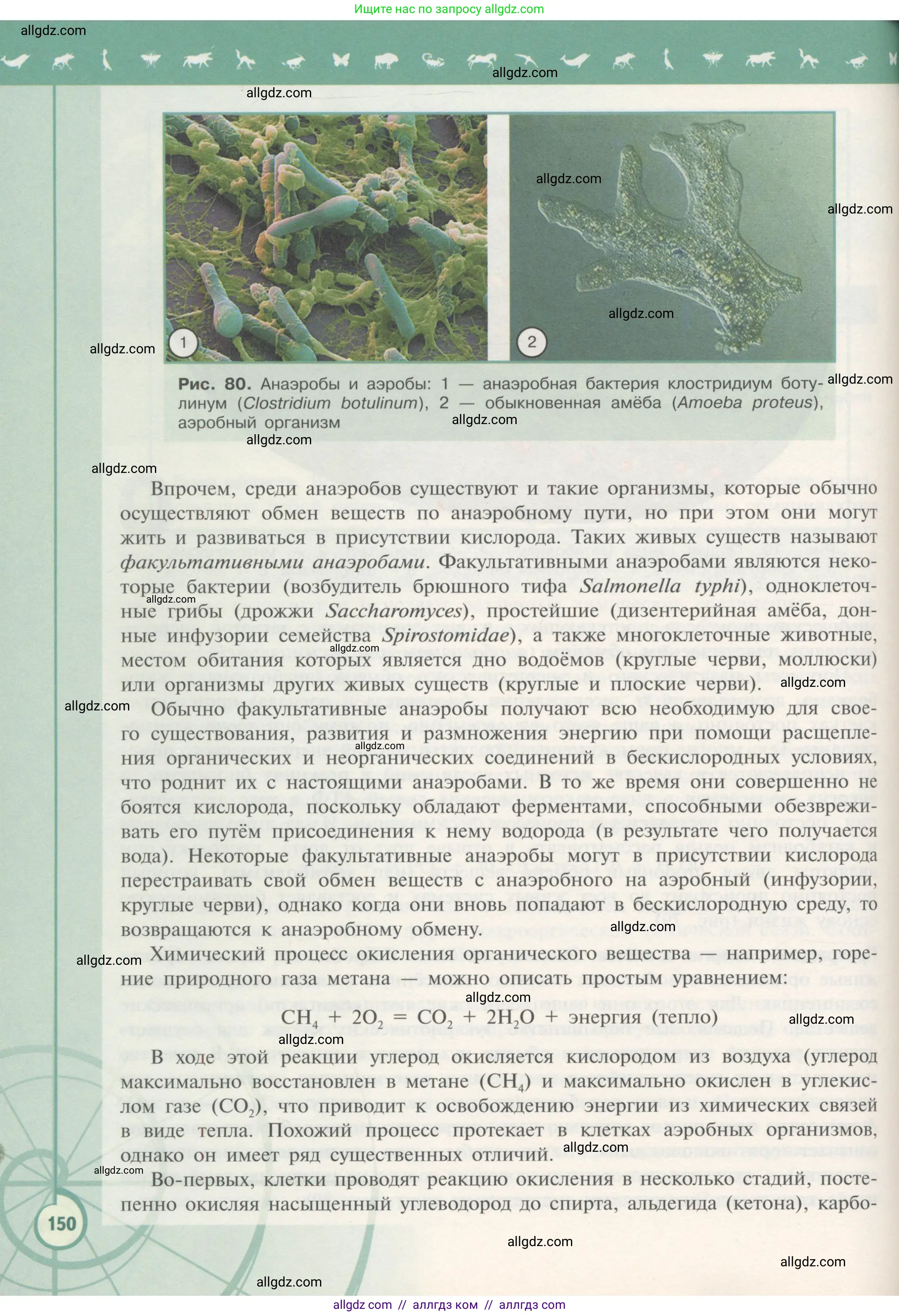 Биология, 10 класс Учебник, авторы: Пасечник Владимир Васильевич, Каменский Андрей Александрович, Рубцов Александр Михайлович, Швецов Глеб Геннадьевич, Гапонюк Зоя Георгиевна, издательство Просвещение, Москва, 2018, зелёного цвета, страница 150