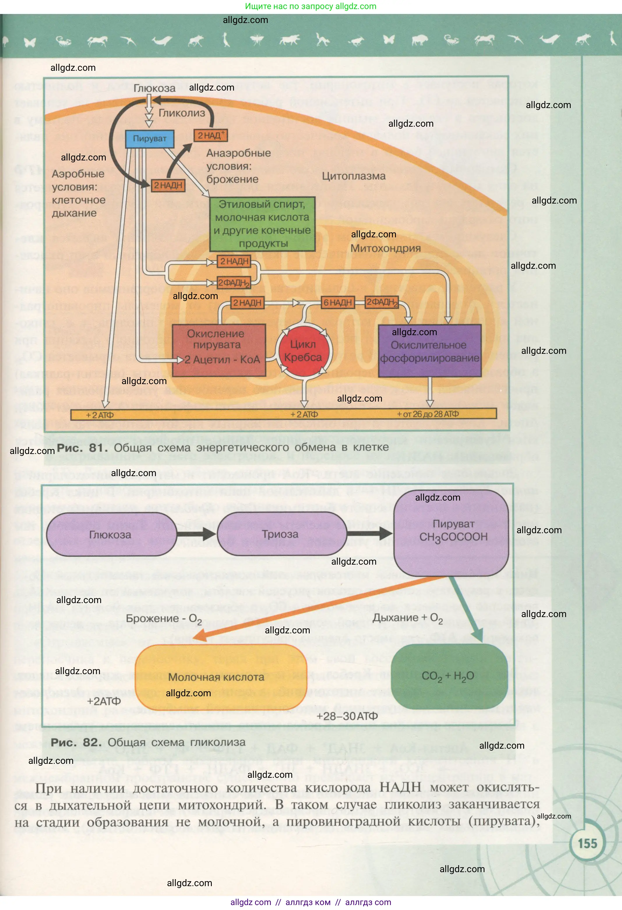 Биология, 10 класс Учебник, авторы: Пасечник Владимир Васильевич, Каменский Андрей Александрович, Рубцов Александр Михайлович, Швецов Глеб Геннадьевич, Гапонюк Зоя Георгиевна, издательство Просвещение, Москва, 2018, зелёного цвета, страница 155