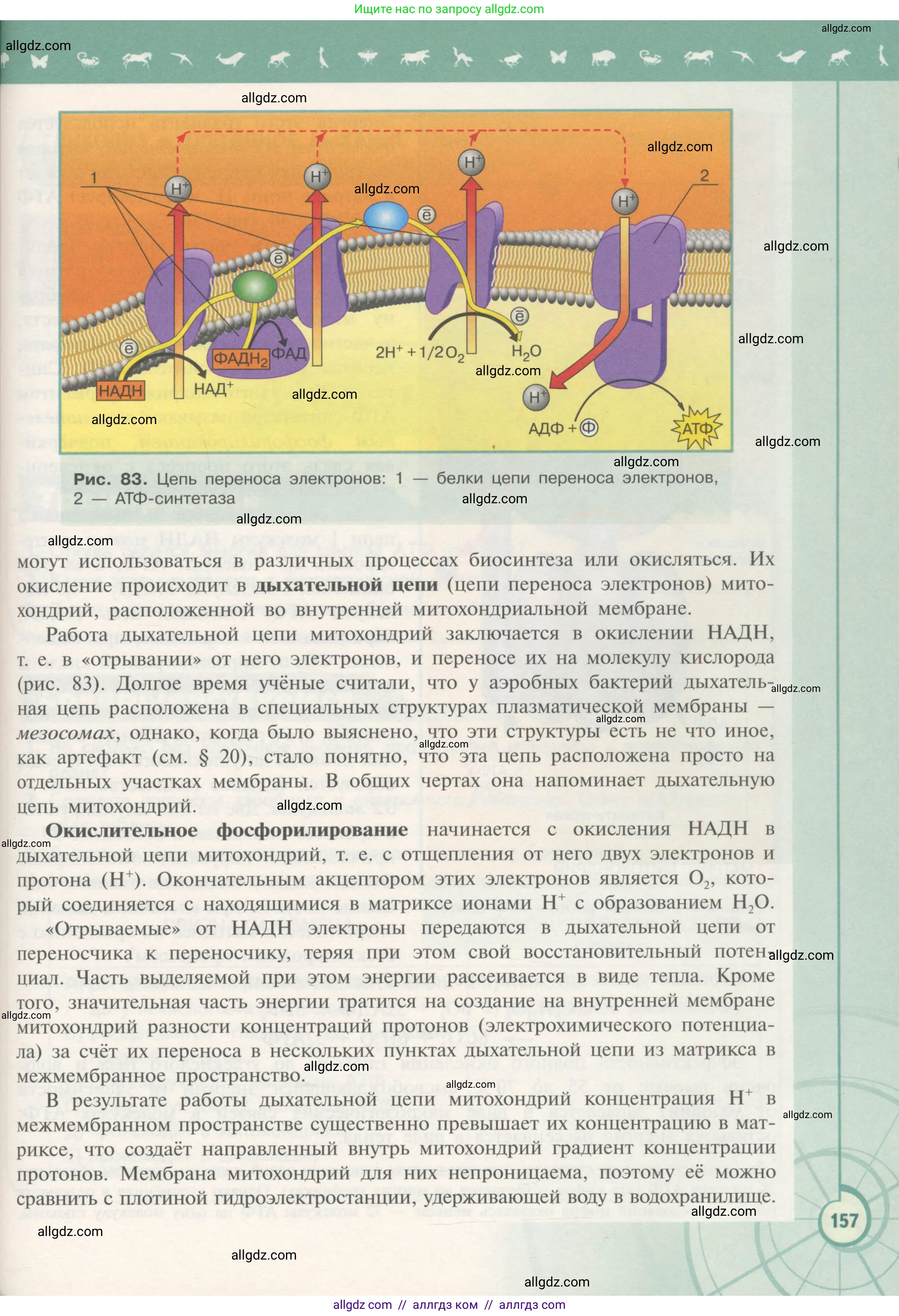Биология, 10 класс Учебник, авторы: Пасечник Владимир Васильевич, Каменский Андрей Александрович, Рубцов Александр Михайлович, Швецов Глеб Геннадьевич, Гапонюк Зоя Георгиевна, издательство Просвещение, Москва, 2018, зелёного цвета, страница 157