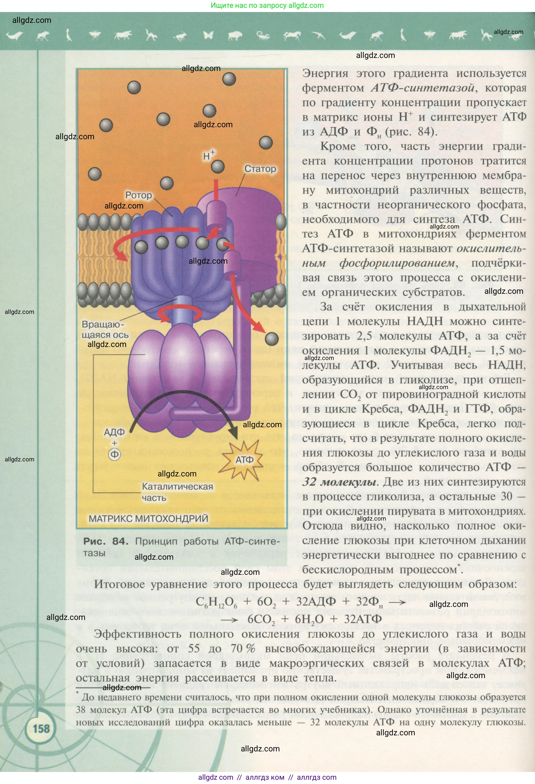 Биология, 10 класс Учебник, авторы: Пасечник Владимир Васильевич, Каменский Андрей Александрович, Рубцов Александр Михайлович, Швецов Глеб Геннадьевич, Гапонюк Зоя Георгиевна, издательство Просвещение, Москва, 2018, зелёного цвета, страница 158