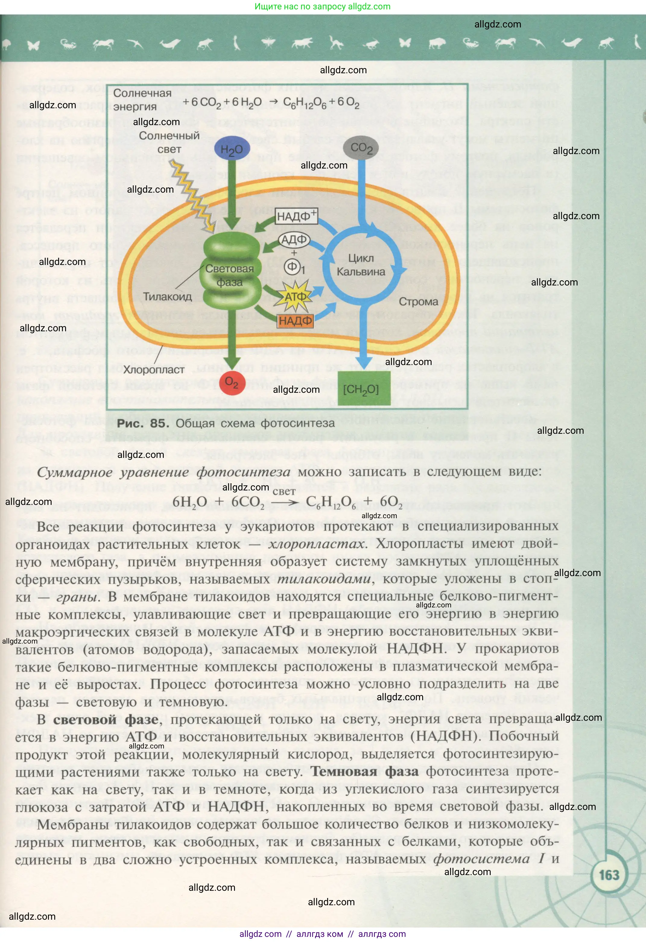 Биология, 10 класс Учебник, авторы: Пасечник Владимир Васильевич, Каменский Андрей Александрович, Рубцов Александр Михайлович, Швецов Глеб Геннадьевич, Гапонюк Зоя Георгиевна, издательство Просвещение, Москва, 2018, зелёного цвета, страница 163