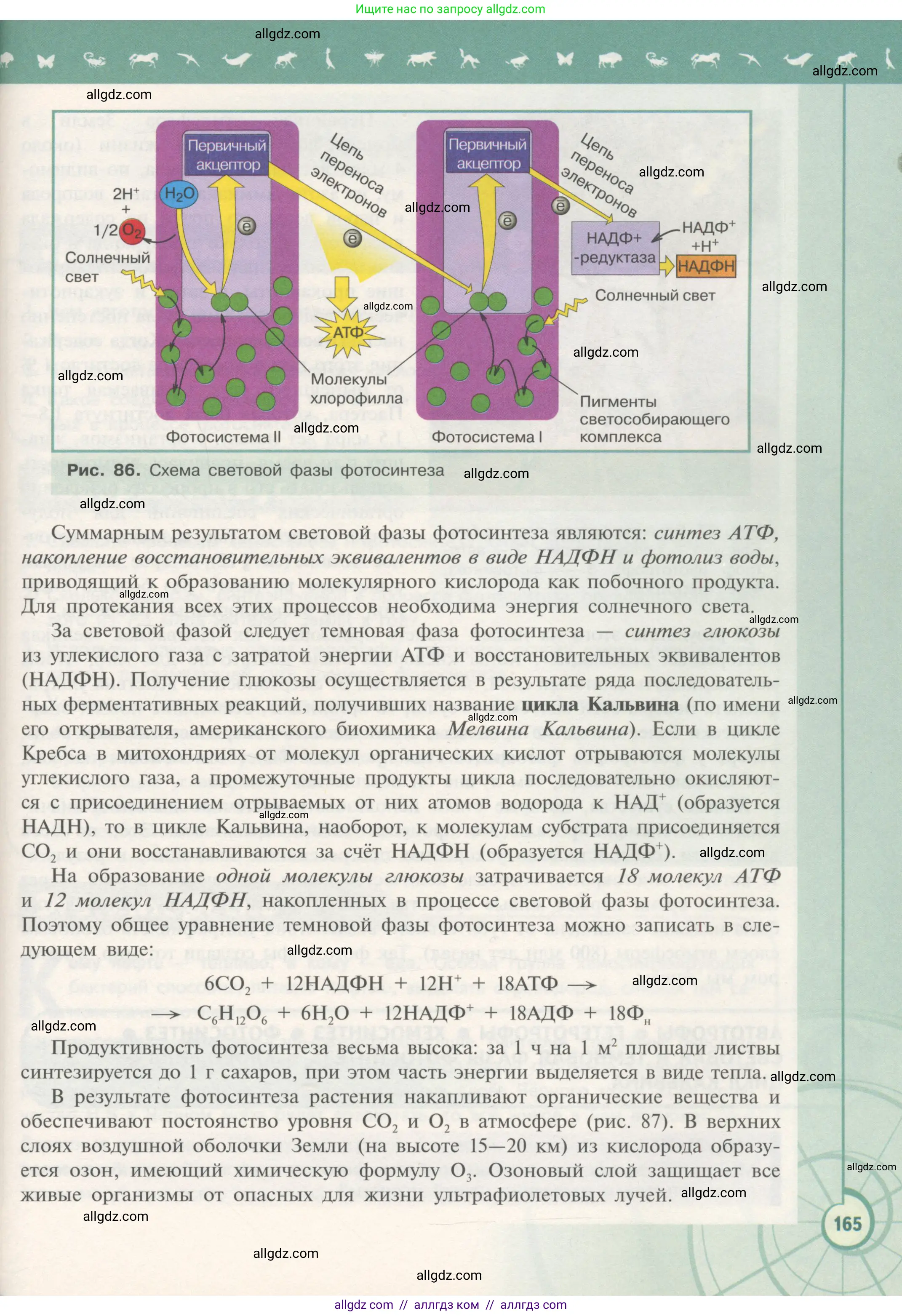 Биология, 10 класс Учебник, авторы: Пасечник Владимир Васильевич, Каменский Андрей Александрович, Рубцов Александр Михайлович, Швецов Глеб Геннадьевич, Гапонюк Зоя Георгиевна, издательство Просвещение, Москва, 2018, зелёного цвета, страница 165