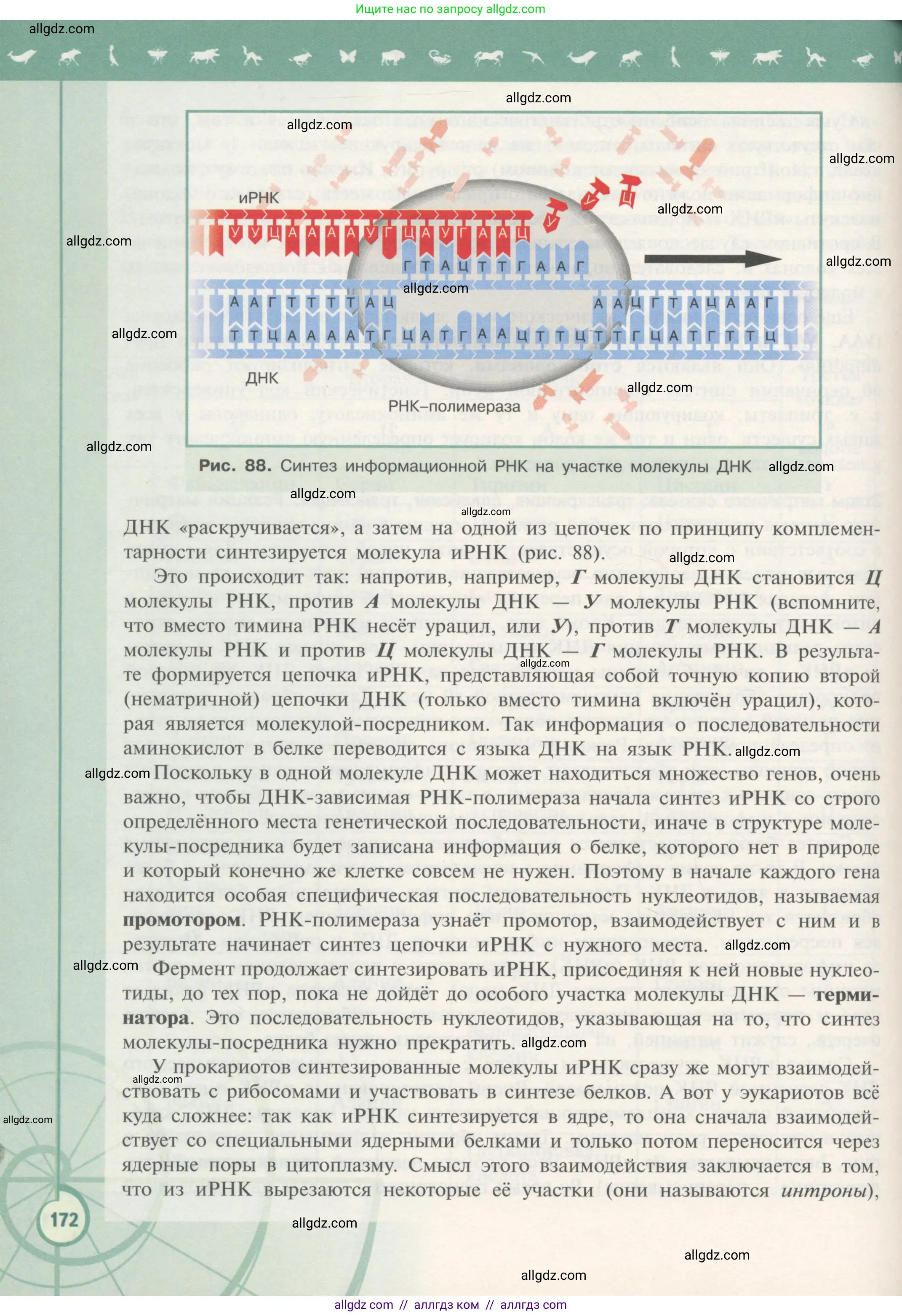 Биология, 10 класс Учебник, авторы: Пасечник Владимир Васильевич, Каменский Андрей Александрович, Рубцов Александр Михайлович, Швецов Глеб Геннадьевич, Гапонюк Зоя Георгиевна, издательство Просвещение, Москва, 2018, зелёного цвета, страница 172