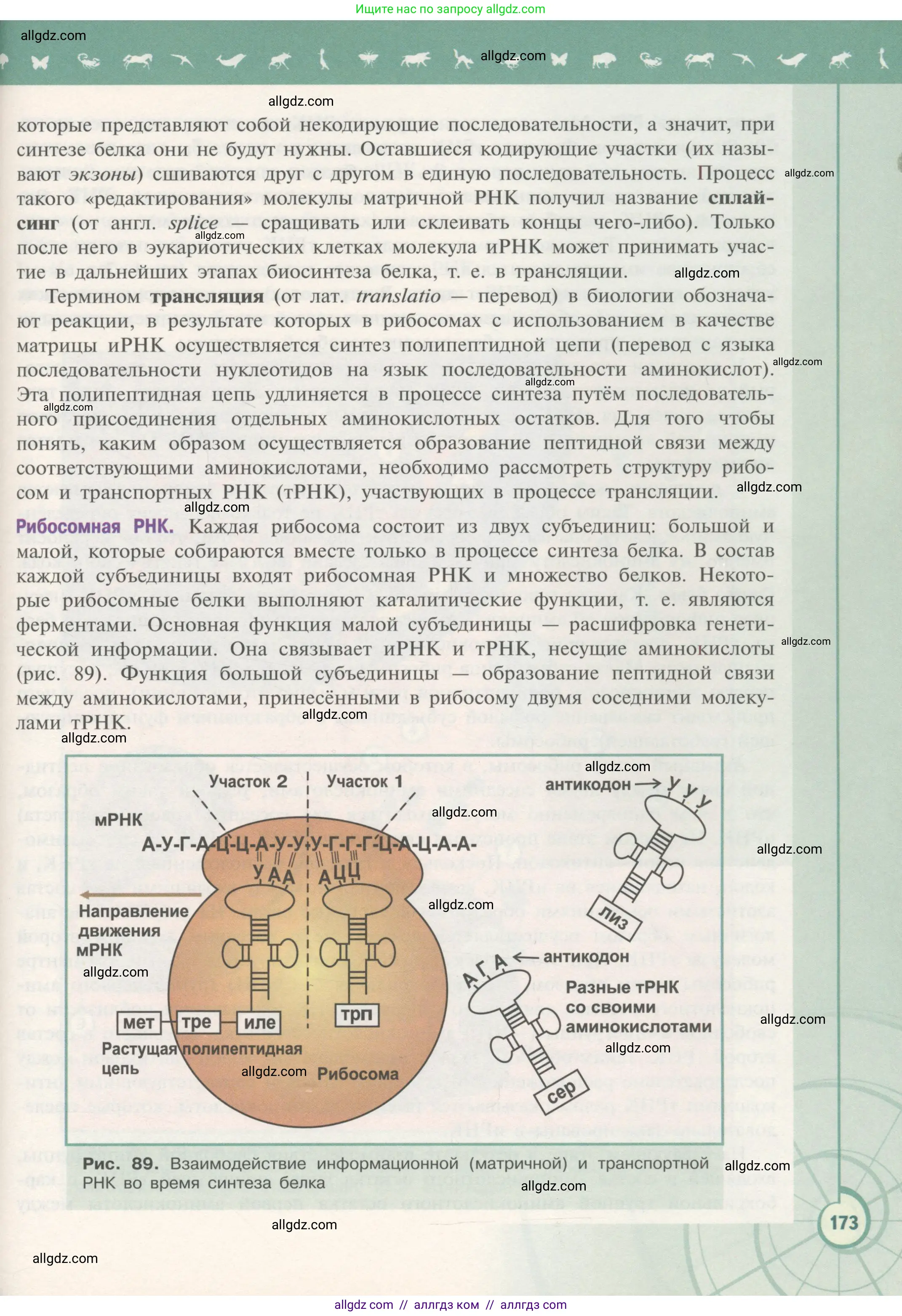 Биология, 10 класс Учебник, авторы: Пасечник Владимир Васильевич, Каменский Андрей Александрович, Рубцов Александр Михайлович, Швецов Глеб Геннадьевич, Гапонюк Зоя Георгиевна, издательство Просвещение, Москва, 2018, зелёного цвета, страница 173