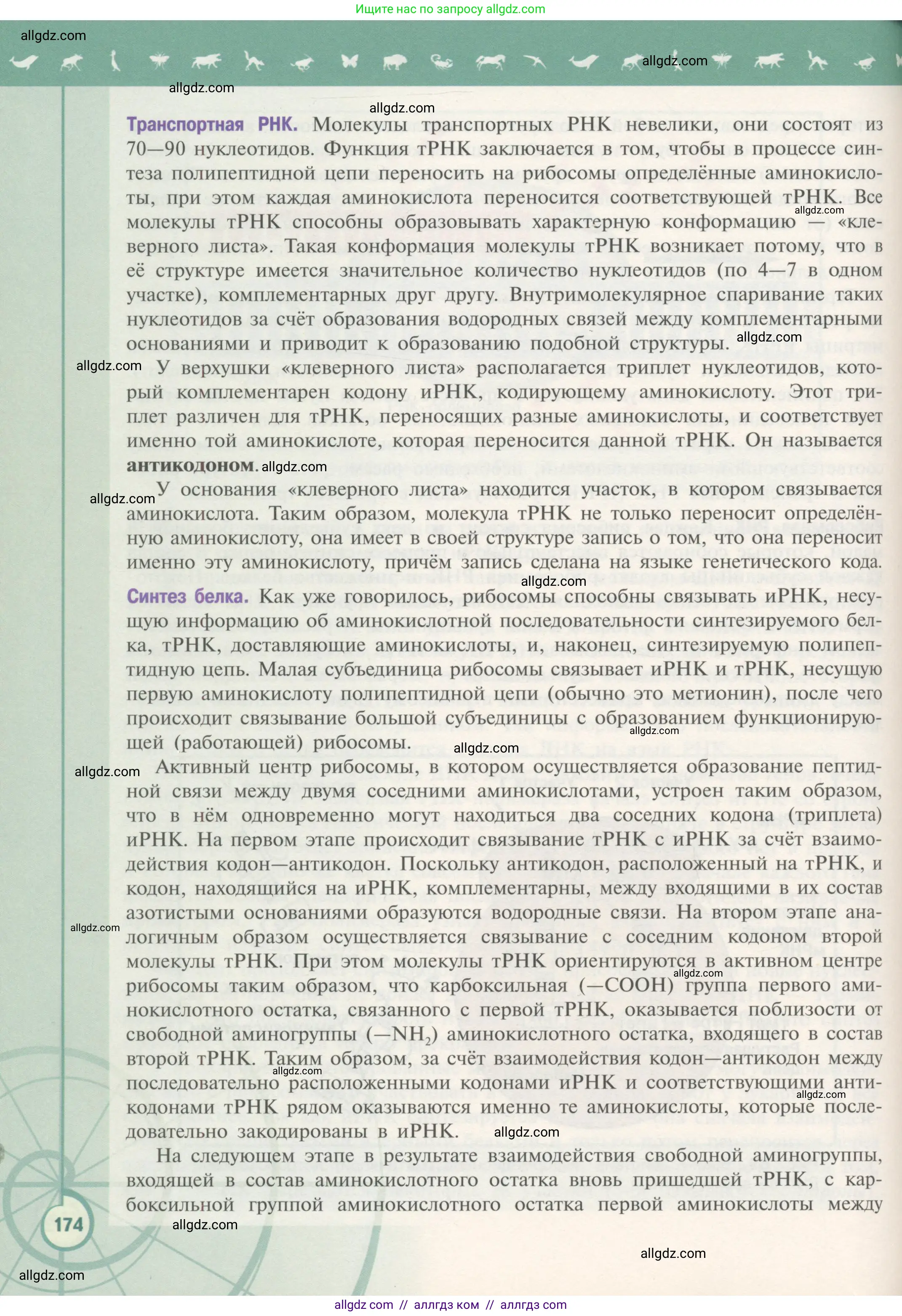 Биология, 10 класс Учебник, авторы: Пасечник Владимир Васильевич, Каменский Андрей Александрович, Рубцов Александр Михайлович, Швецов Глеб Геннадьевич, Гапонюк Зоя Георгиевна, издательство Просвещение, Москва, 2018, зелёного цвета, страница 174