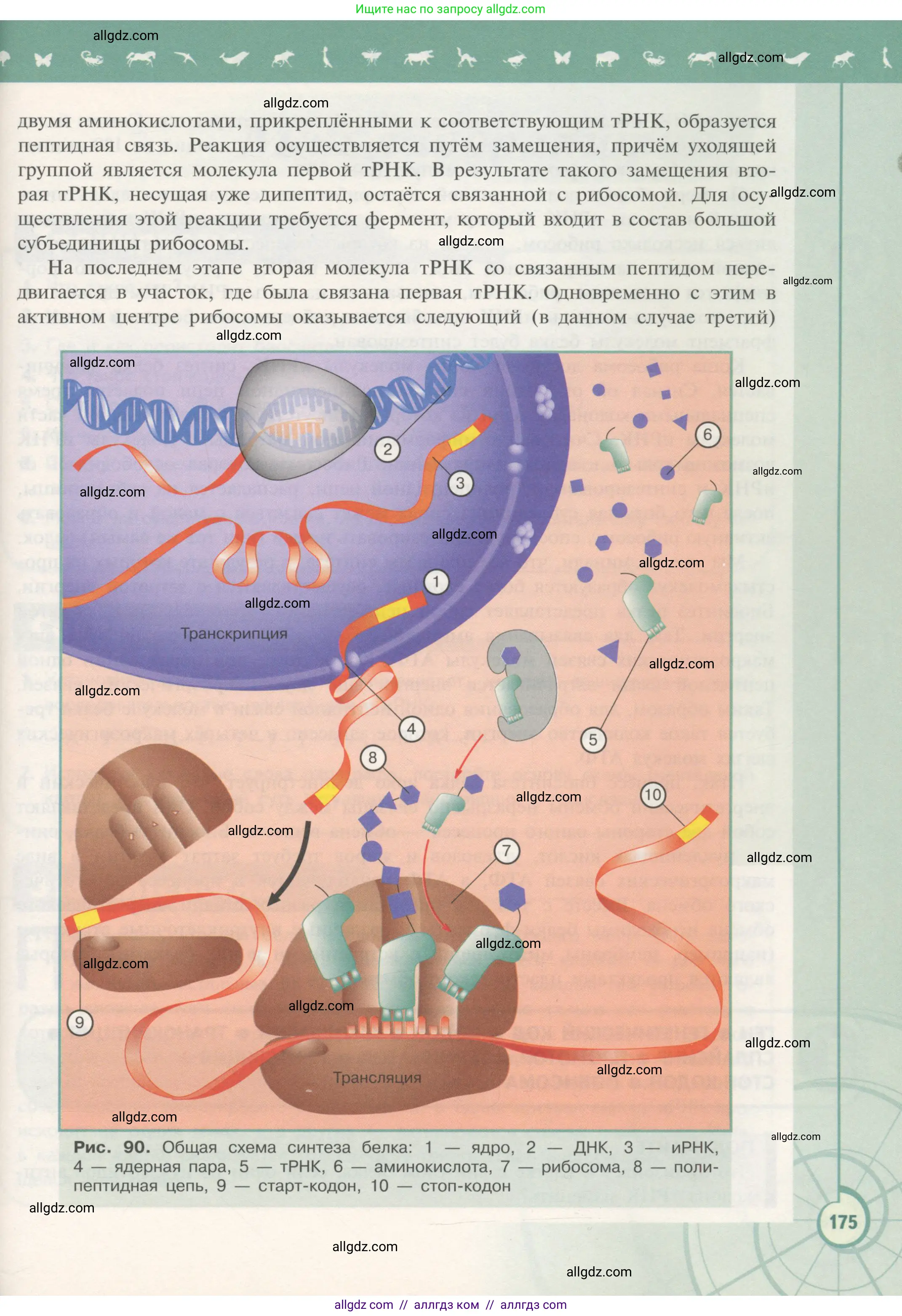 Биология, 10 класс Учебник, авторы: Пасечник Владимир Васильевич, Каменский Андрей Александрович, Рубцов Александр Михайлович, Швецов Глеб Геннадьевич, Гапонюк Зоя Георгиевна, издательство Просвещение, Москва, 2018, зелёного цвета, страница 175