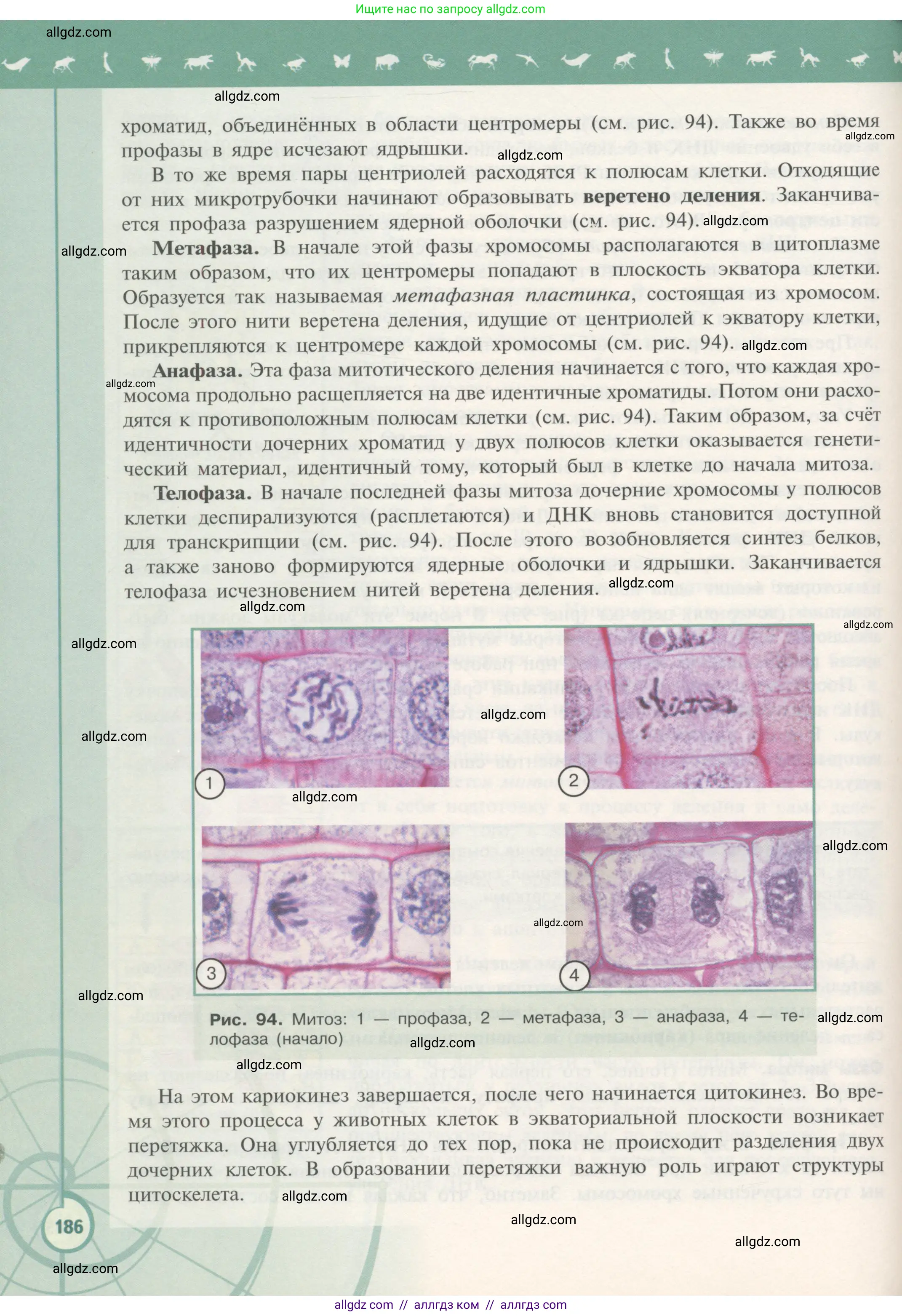 Биология, 10 класс Учебник, авторы: Пасечник Владимир Васильевич, Каменский Андрей Александрович, Рубцов Александр Михайлович, Швецов Глеб Геннадьевич, Гапонюк Зоя Георгиевна, издательство Просвещение, Москва, 2018, зелёного цвета, страница 186