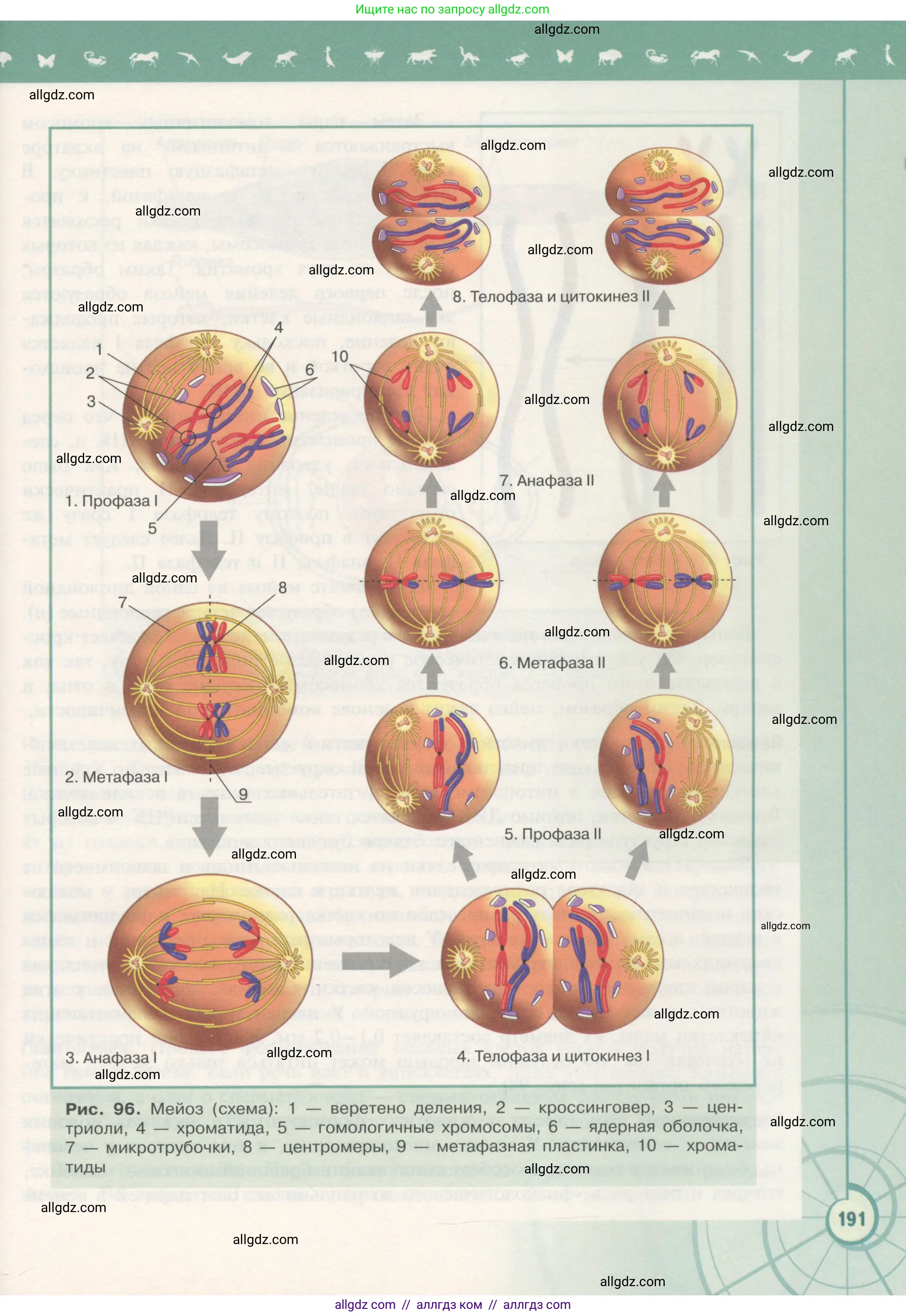 Биология, 10 класс Учебник, авторы: Пасечник Владимир Васильевич, Каменский Андрей Александрович, Рубцов Александр Михайлович, Швецов Глеб Геннадьевич, Гапонюк Зоя Георгиевна, издательство Просвещение, Москва, 2018, зелёного цвета, страница 191