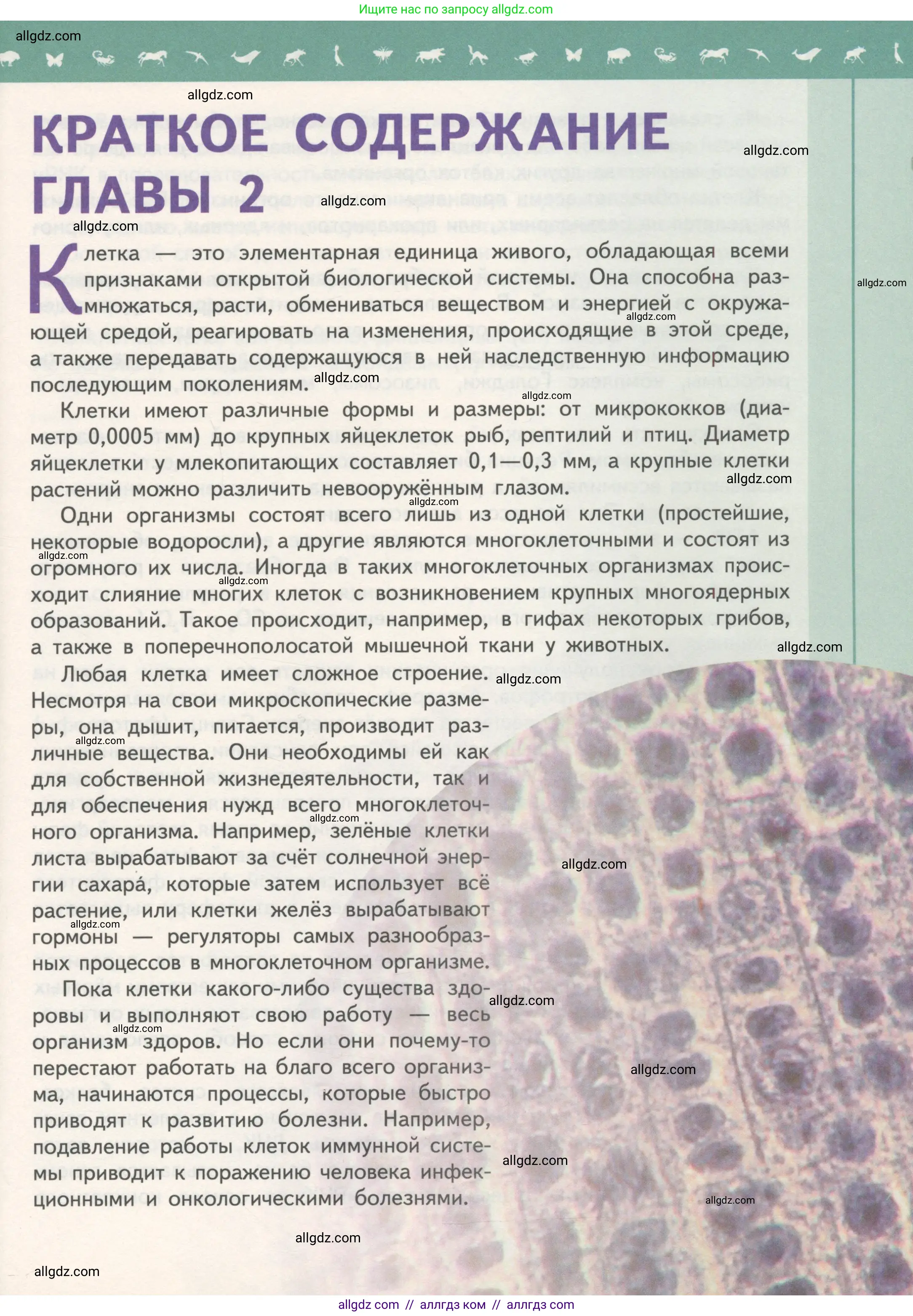 Биология, 10 класс Учебник, авторы: Пасечник Владимир Васильевич, Каменский Андрей Александрович, Рубцов Александр Михайлович, Швецов Глеб Геннадьевич, Гапонюк Зоя Георгиевна, издательство Просвещение, Москва, 2018, зелёного цвета, страница 197