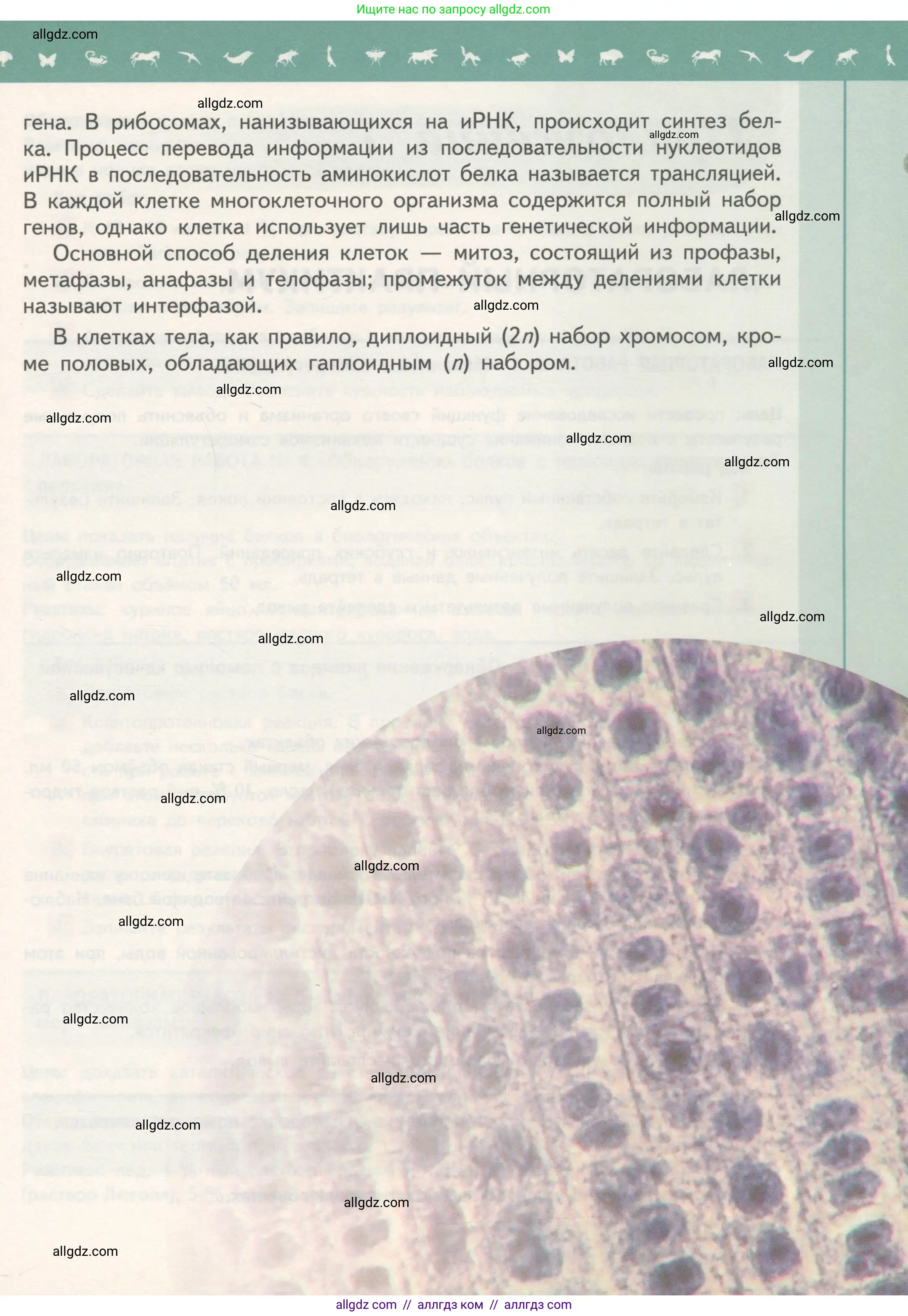 Биология, 10 класс Учебник, авторы: Пасечник Владимир Васильевич, Каменский Андрей Александрович, Рубцов Александр Михайлович, Швецов Глеб Геннадьевич, Гапонюк Зоя Георгиевна, издательство Просвещение, Москва, 2018, зелёного цвета, страница 199