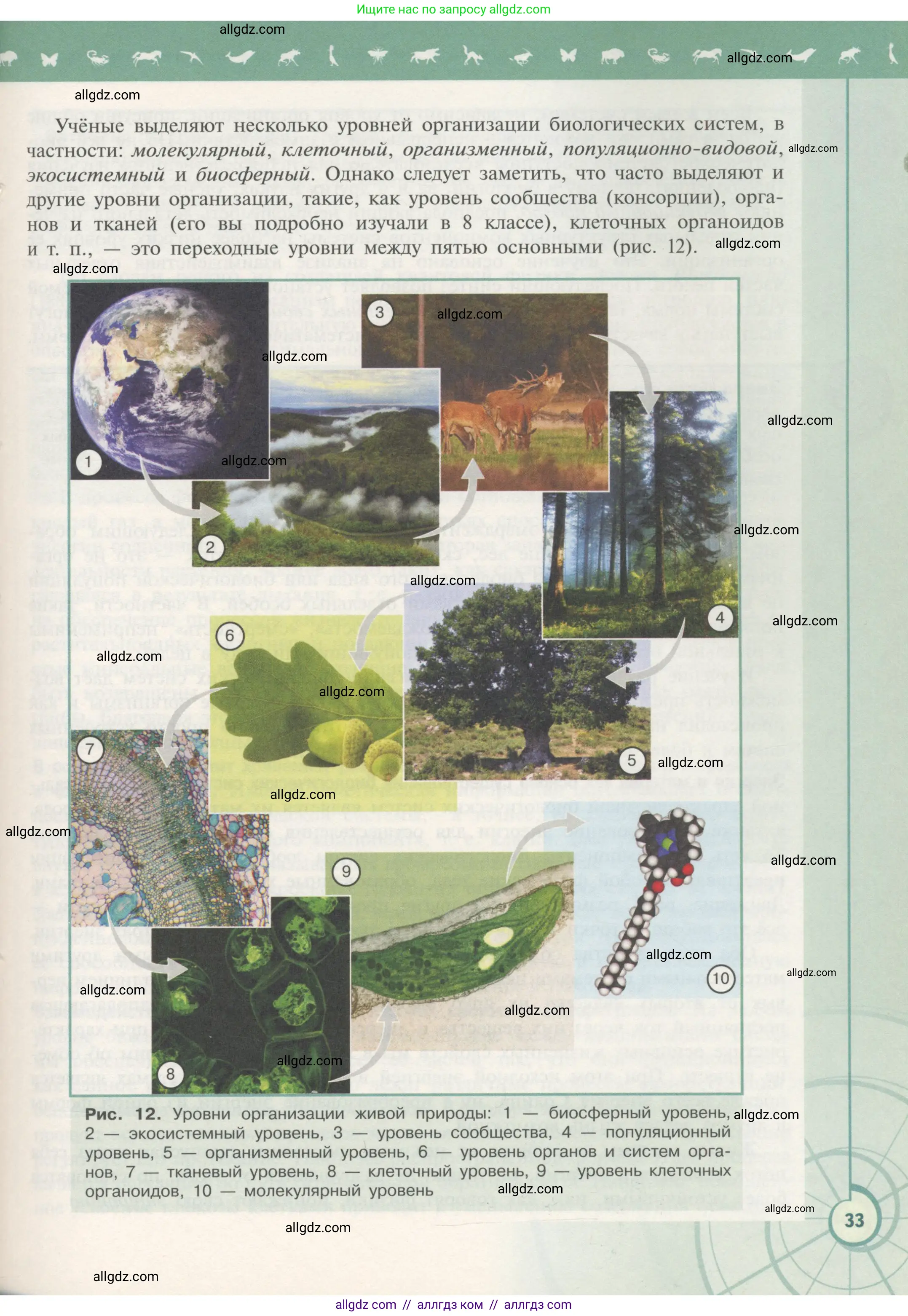 Биология, 10 класс Учебник, авторы: Пасечник Владимир Васильевич, Каменский Андрей Александрович, Рубцов Александр Михайлович, Швецов Глеб Геннадьевич, Гапонюк Зоя Георгиевна, издательство Просвещение, Москва, 2018, зелёного цвета, страница 33