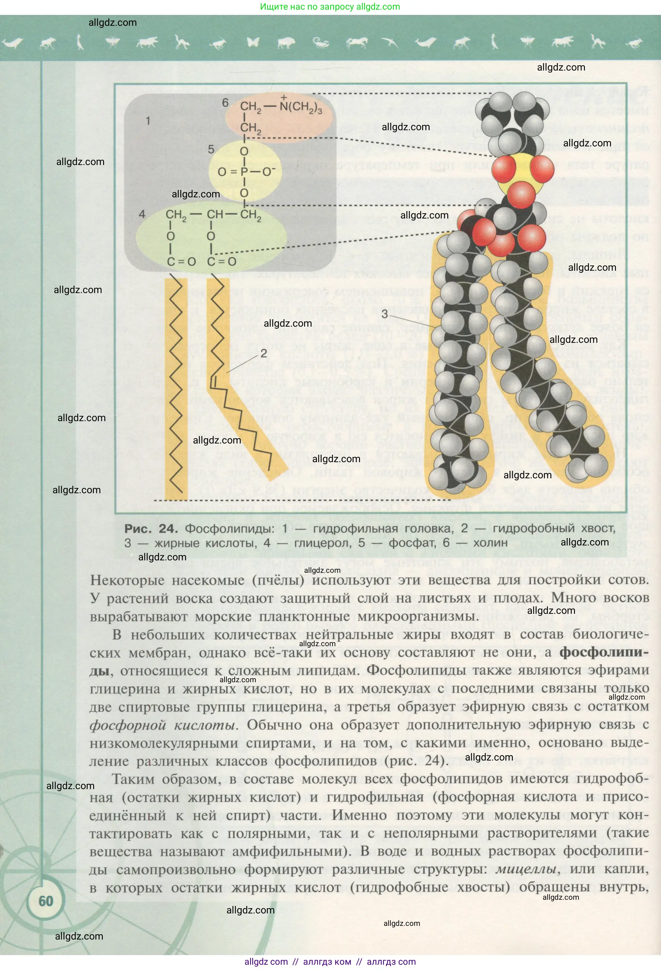 Биология, 10 класс Учебник, авторы: Пасечник Владимир Васильевич, Каменский Андрей Александрович, Рубцов Александр Михайлович, Швецов Глеб Геннадьевич, Гапонюк Зоя Георгиевна, издательство Просвещение, Москва, 2018, зелёного цвета, страница 60