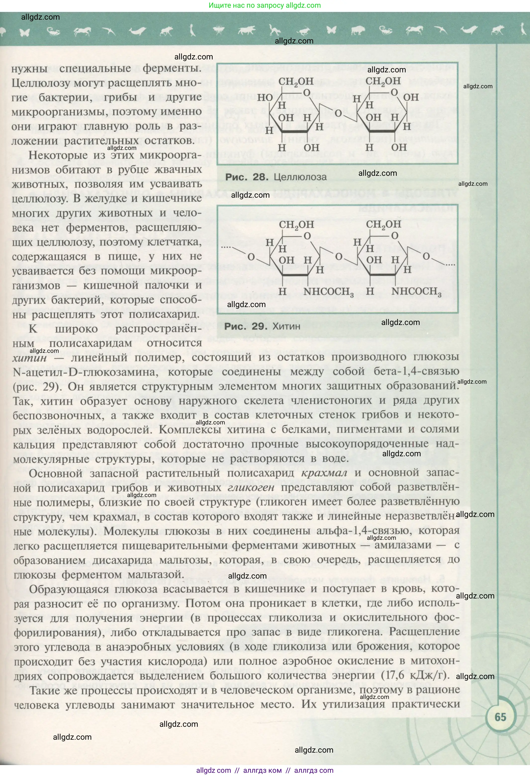 Биология, 10 класс Учебник, авторы: Пасечник Владимир Васильевич, Каменский Андрей Александрович, Рубцов Александр Михайлович, Швецов Глеб Геннадьевич, Гапонюк Зоя Георгиевна, издательство Просвещение, Москва, 2018, зелёного цвета, страница 65
