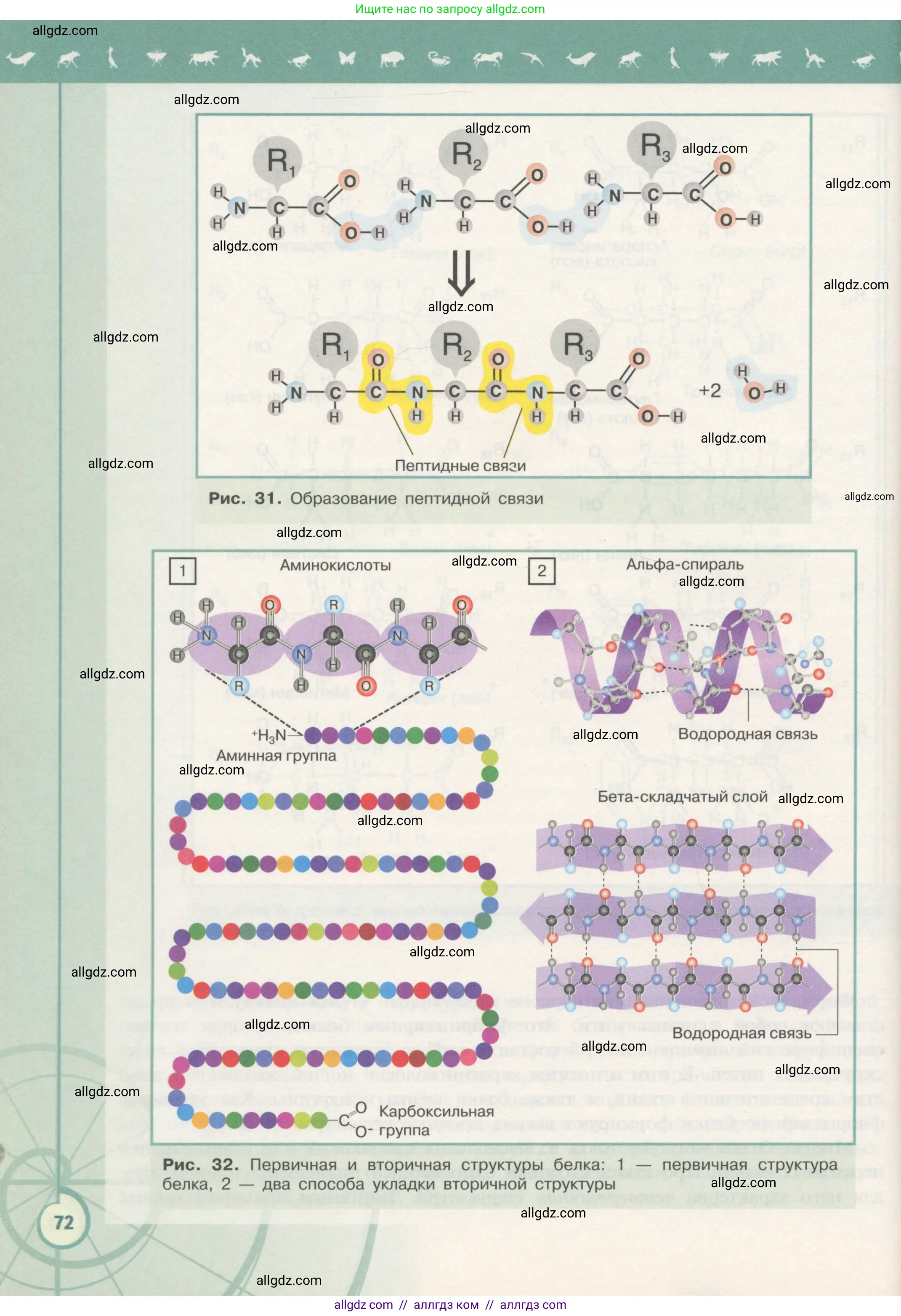 Биология, 10 класс Учебник, авторы: Пасечник Владимир Васильевич, Каменский Андрей Александрович, Рубцов Александр Михайлович, Швецов Глеб Геннадьевич, Гапонюк Зоя Георгиевна, издательство Просвещение, Москва, 2018, зелёного цвета, страница 72