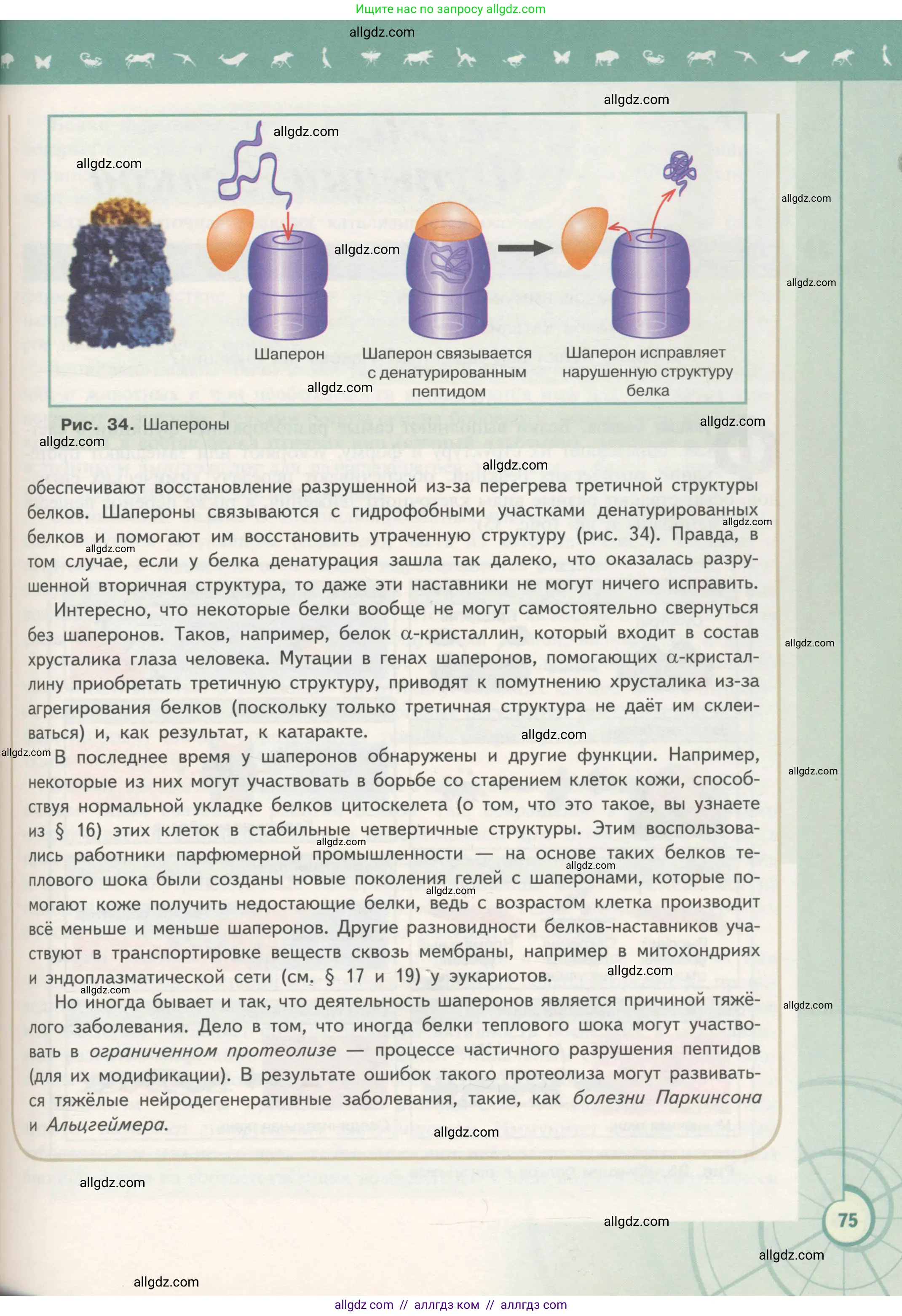 Биология, 10 класс Учебник, авторы: Пасечник Владимир Васильевич, Каменский Андрей Александрович, Рубцов Александр Михайлович, Швецов Глеб Геннадьевич, Гапонюк Зоя Георгиевна, издательство Просвещение, Москва, 2018, зелёного цвета, страница 75
