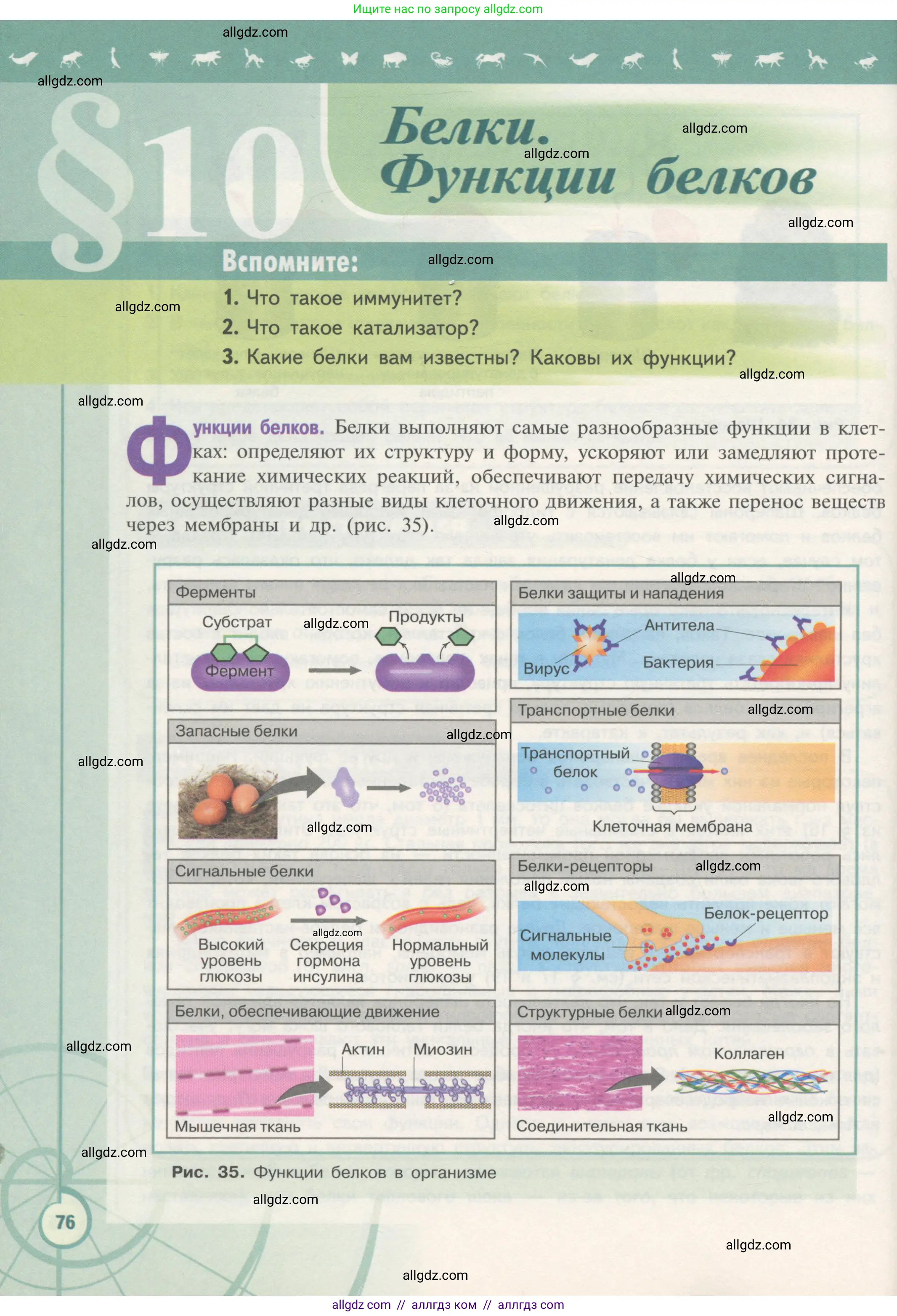 Биология, 10 класс Учебник, авторы: Пасечник Владимир Васильевич, Каменский Андрей Александрович, Рубцов Александр Михайлович, Швецов Глеб Геннадьевич, Гапонюк Зоя Георгиевна, издательство Просвещение, Москва, 2018, зелёного цвета, страница 76