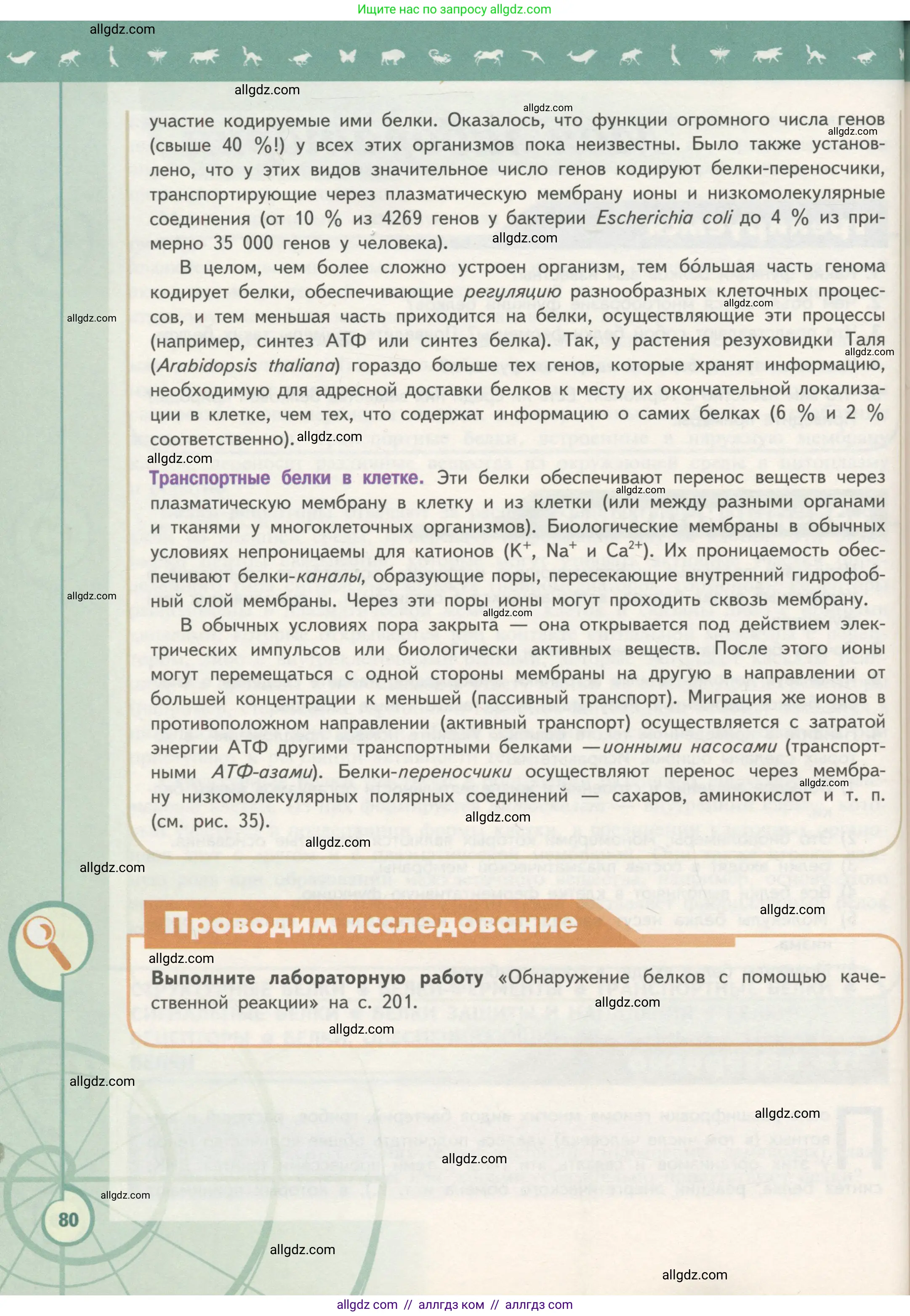 Биология, 10 класс Учебник, авторы: Пасечник Владимир Васильевич, Каменский Андрей Александрович, Рубцов Александр Михайлович, Швецов Глеб Геннадьевич, Гапонюк Зоя Георгиевна, издательство Просвещение, Москва, 2018, зелёного цвета, страница 80