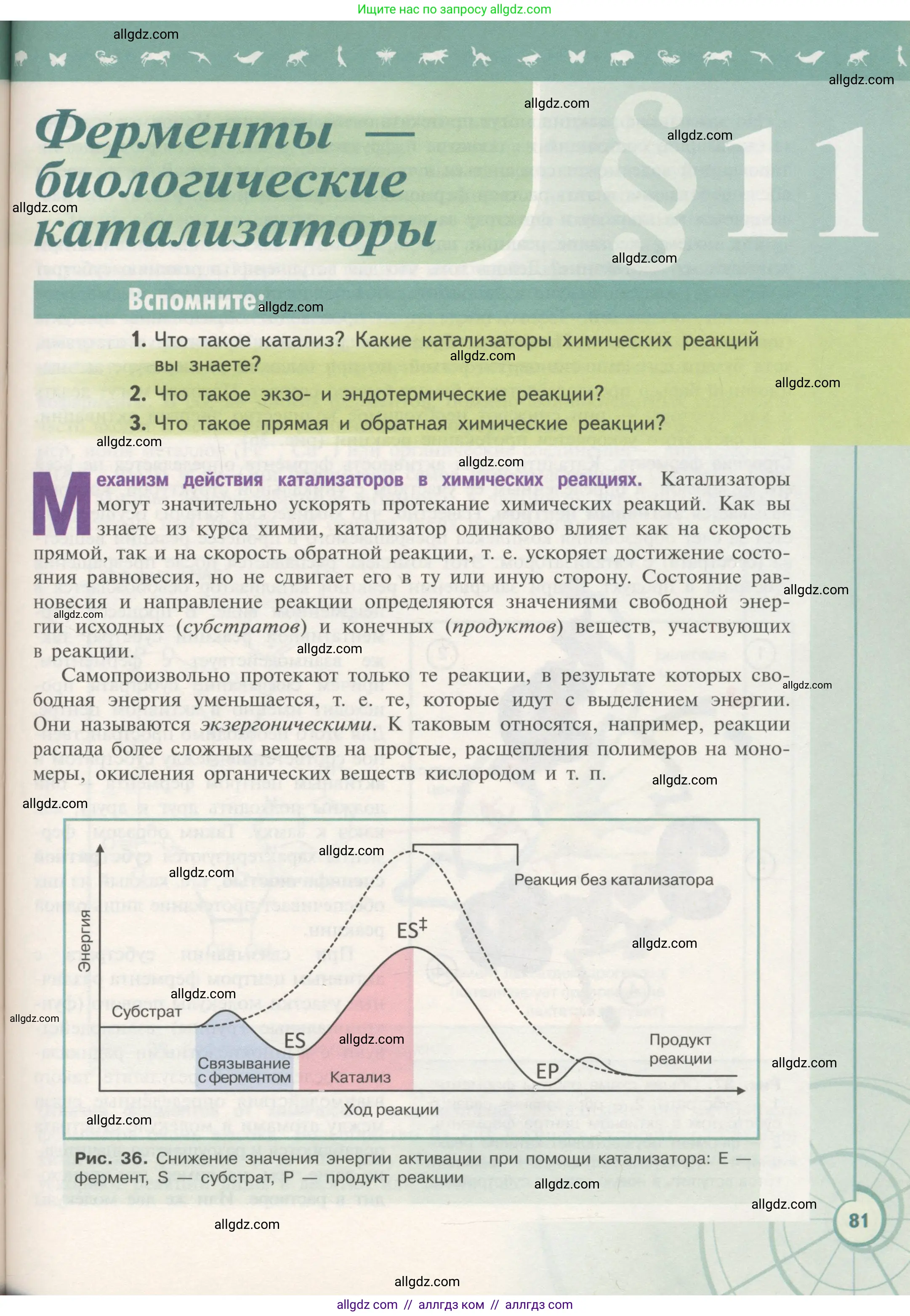 Биология, 10 класс Учебник, авторы: Пасечник Владимир Васильевич, Каменский Андрей Александрович, Рубцов Александр Михайлович, Швецов Глеб Геннадьевич, Гапонюк Зоя Георгиевна, издательство Просвещение, Москва, 2018, зелёного цвета, страница 81