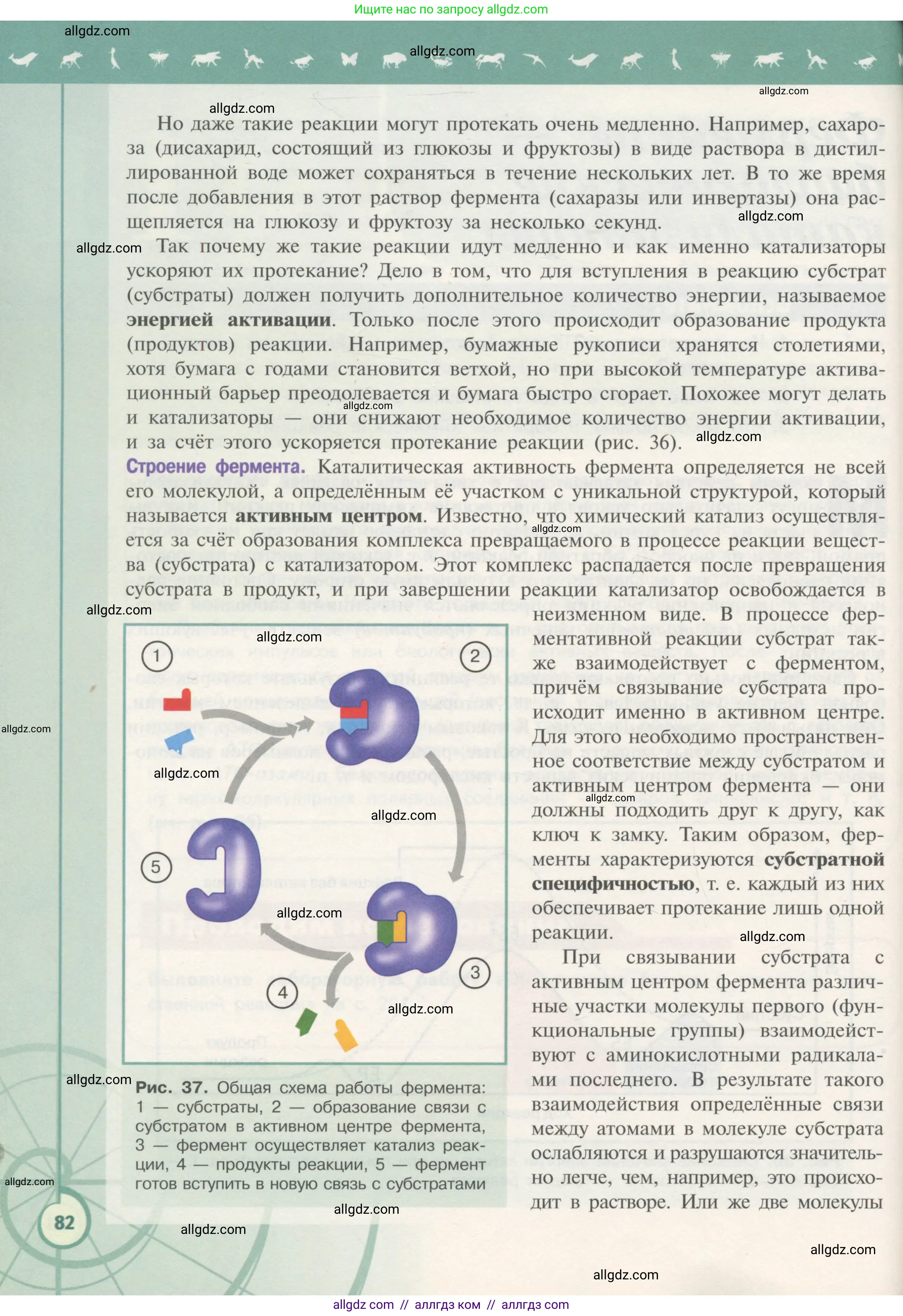 Биология, 10 класс Учебник, авторы: Пасечник Владимир Васильевич, Каменский Андрей Александрович, Рубцов Александр Михайлович, Швецов Глеб Геннадьевич, Гапонюк Зоя Георгиевна, издательство Просвещение, Москва, 2018, зелёного цвета, страница 82
