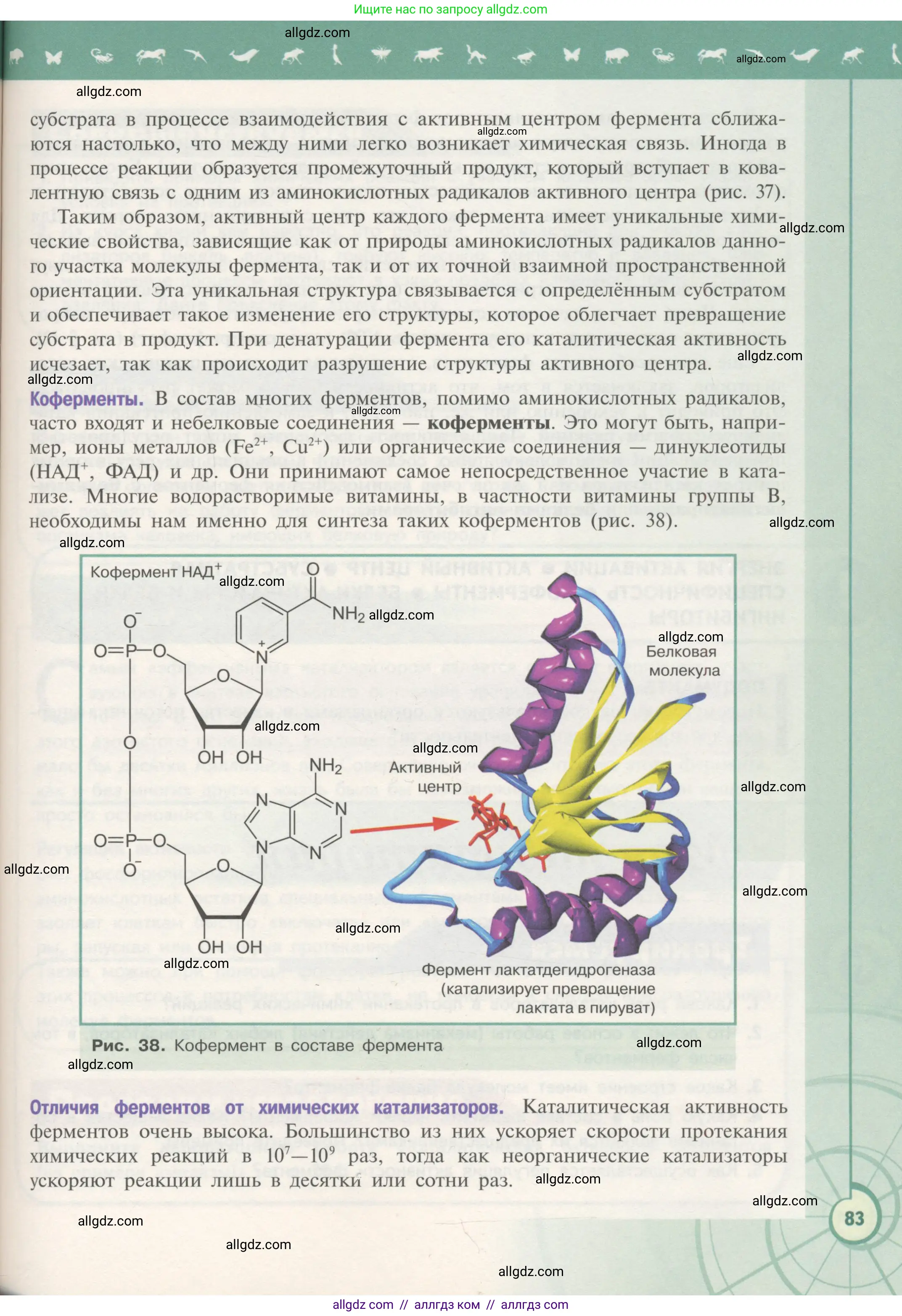 Биология, 10 класс Учебник, авторы: Пасечник Владимир Васильевич, Каменский Андрей Александрович, Рубцов Александр Михайлович, Швецов Глеб Геннадьевич, Гапонюк Зоя Георгиевна, издательство Просвещение, Москва, 2018, зелёного цвета, страница 83