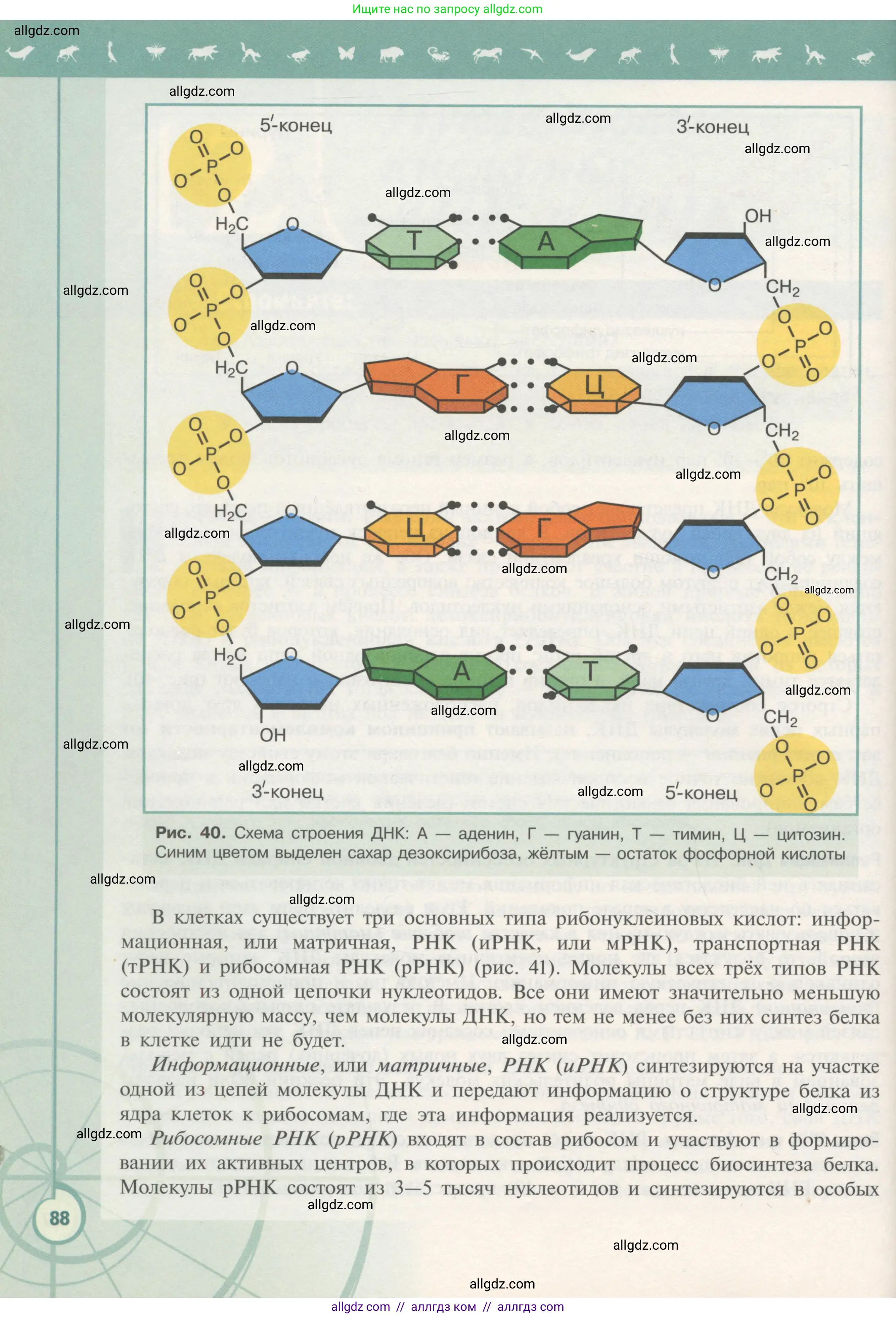 Биология, 10 класс Учебник, авторы: Пасечник Владимир Васильевич, Каменский Андрей Александрович, Рубцов Александр Михайлович, Швецов Глеб Геннадьевич, Гапонюк Зоя Георгиевна, издательство Просвещение, Москва, 2018, зелёного цвета, страница 88