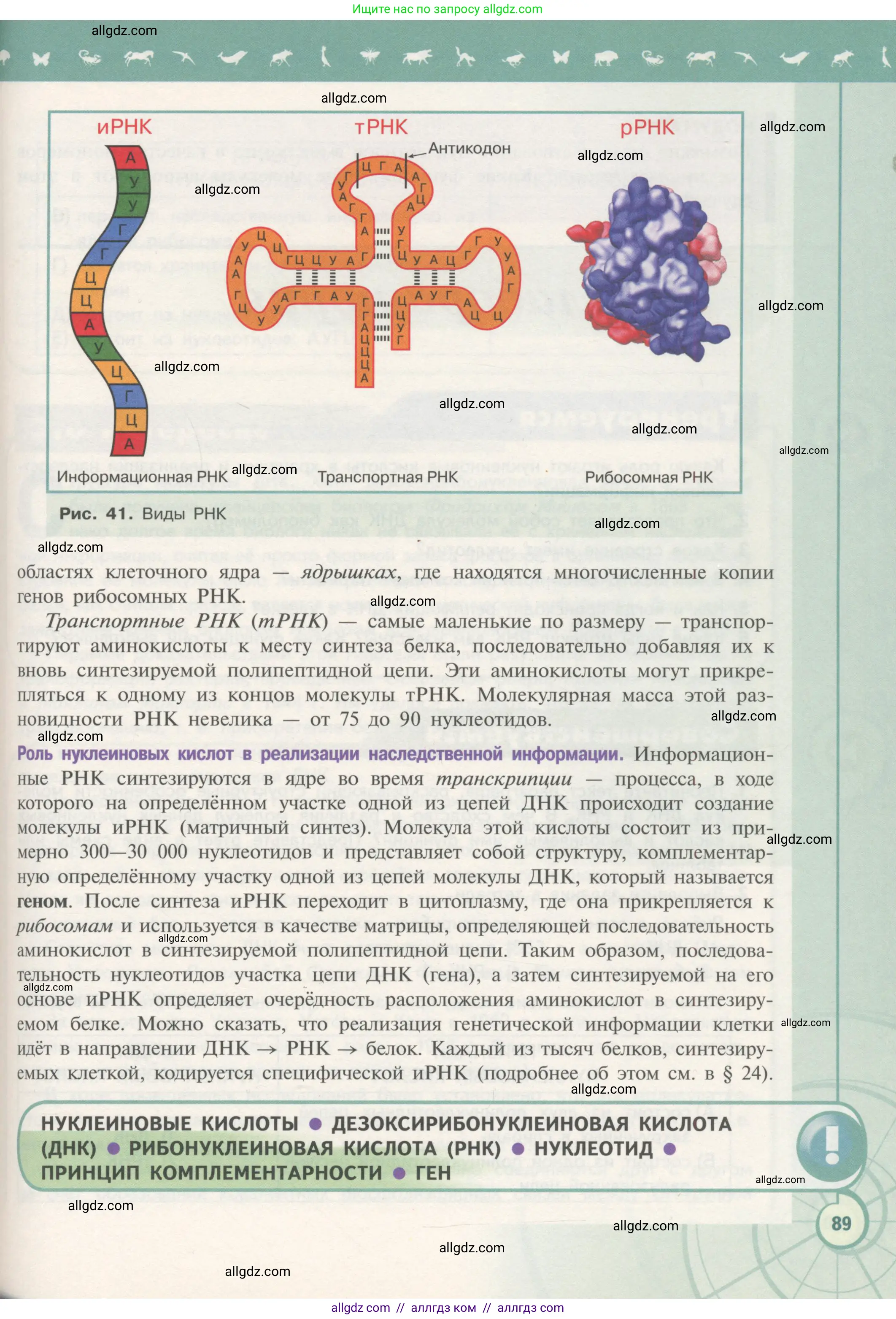 Биология, 10 класс Учебник, авторы: Пасечник Владимир Васильевич, Каменский Андрей Александрович, Рубцов Александр Михайлович, Швецов Глеб Геннадьевич, Гапонюк Зоя Георгиевна, издательство Просвещение, Москва, 2018, зелёного цвета, страница 89
