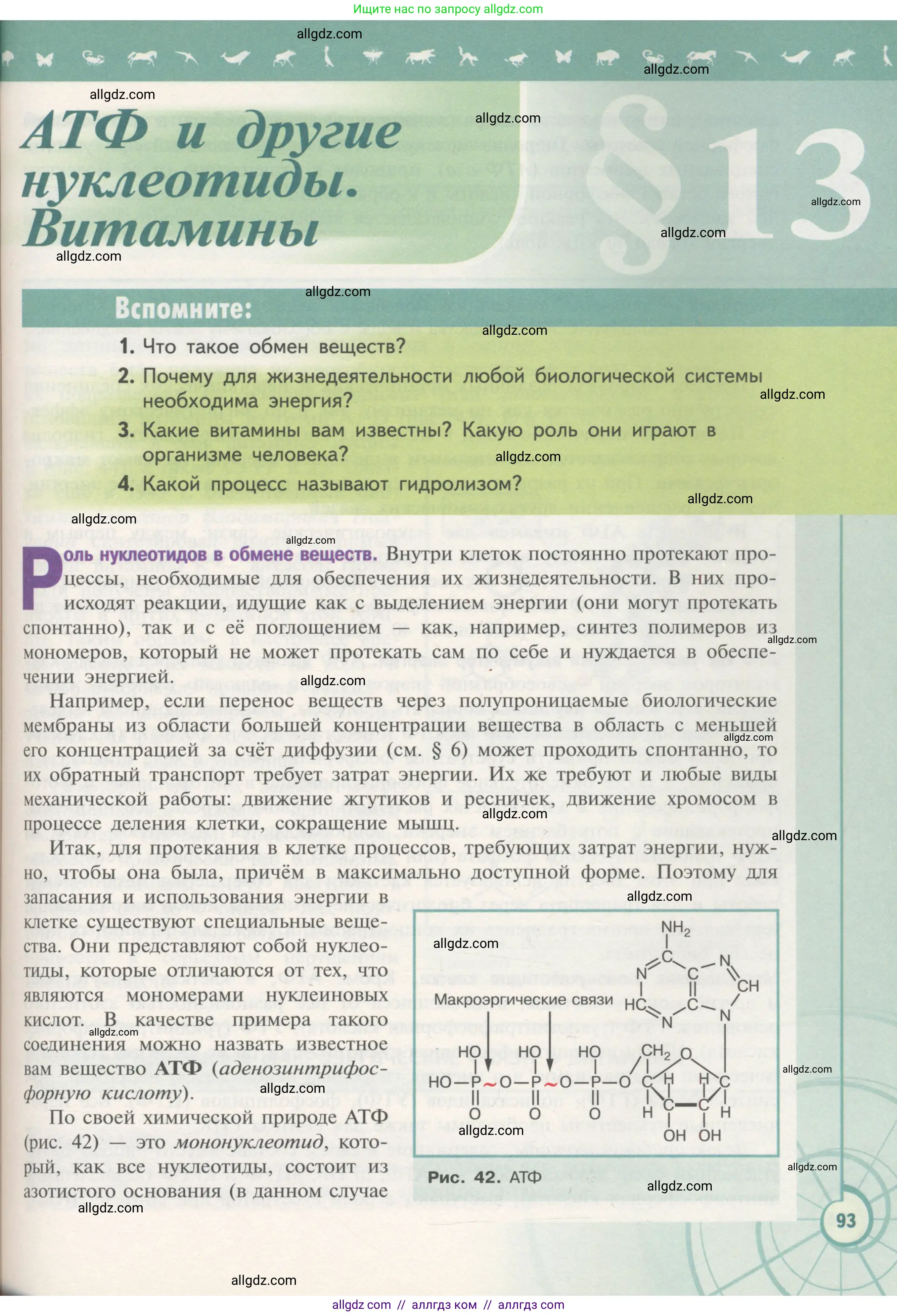 Биология, 10 класс Учебник, авторы: Пасечник Владимир Васильевич, Каменский Андрей Александрович, Рубцов Александр Михайлович, Швецов Глеб Геннадьевич, Гапонюк Зоя Георгиевна, издательство Просвещение, Москва, 2018, зелёного цвета, страница 93