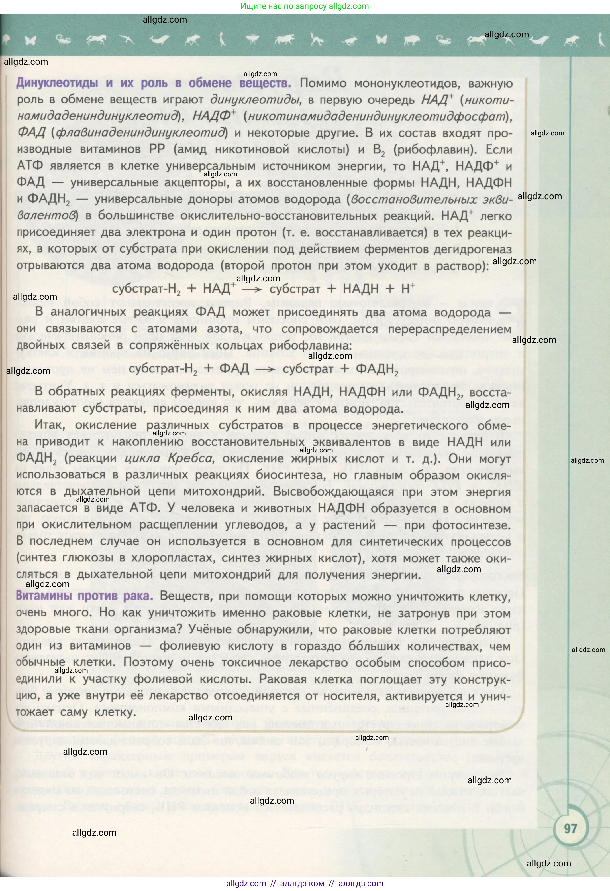 Биология, 10 класс Учебник, авторы: Пасечник Владимир Васильевич, Каменский Андрей Александрович, Рубцов Александр Михайлович, Швецов Глеб Геннадьевич, Гапонюк Зоя Георгиевна, издательство Просвещение, Москва, 2018, зелёного цвета, страница 97