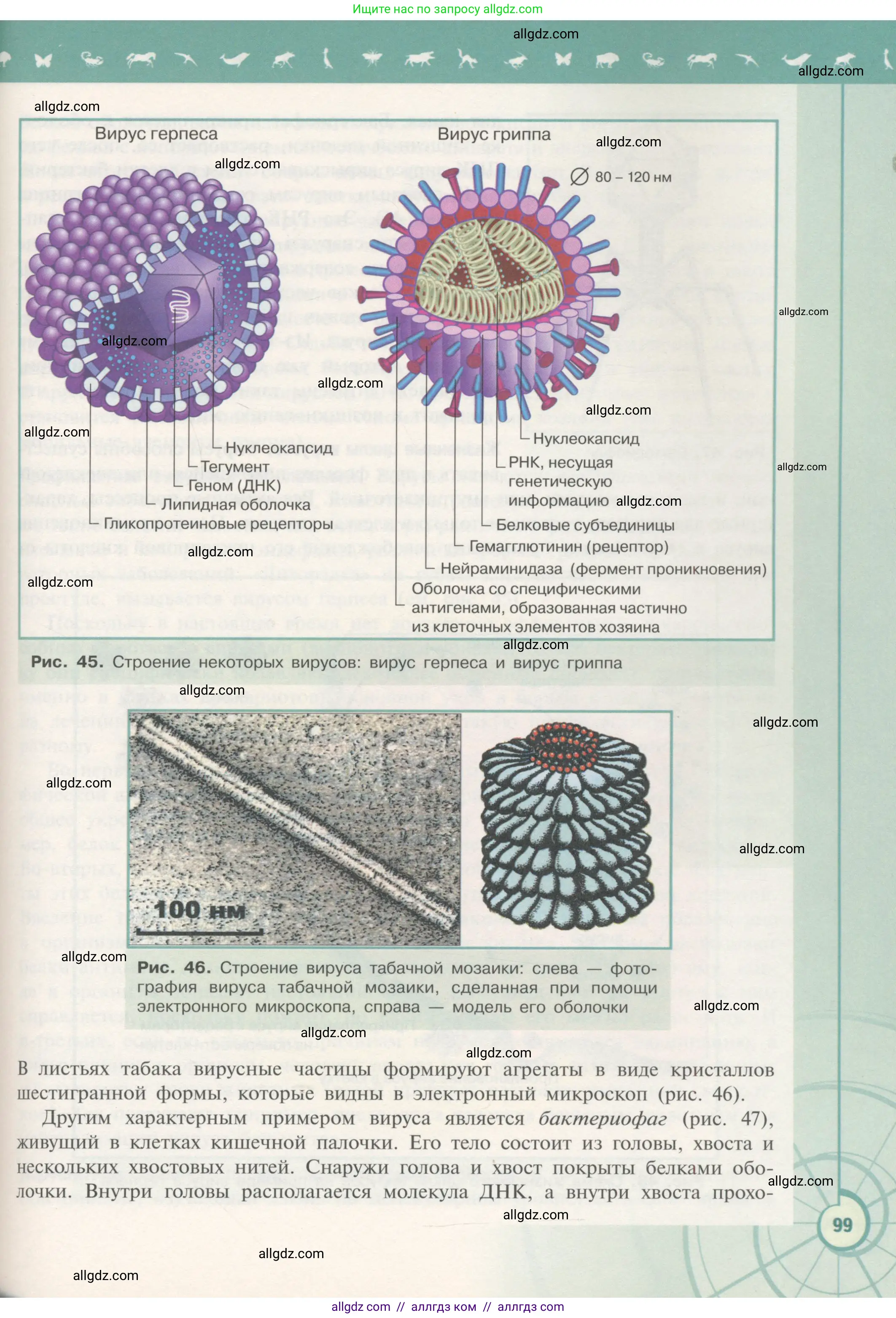 Биология, 10 класс Учебник, авторы: Пасечник Владимир Васильевич, Каменский Андрей Александрович, Рубцов Александр Михайлович, Швецов Глеб Геннадьевич, Гапонюк Зоя Георгиевна, издательство Просвещение, Москва, 2018, зелёного цвета, страница 99