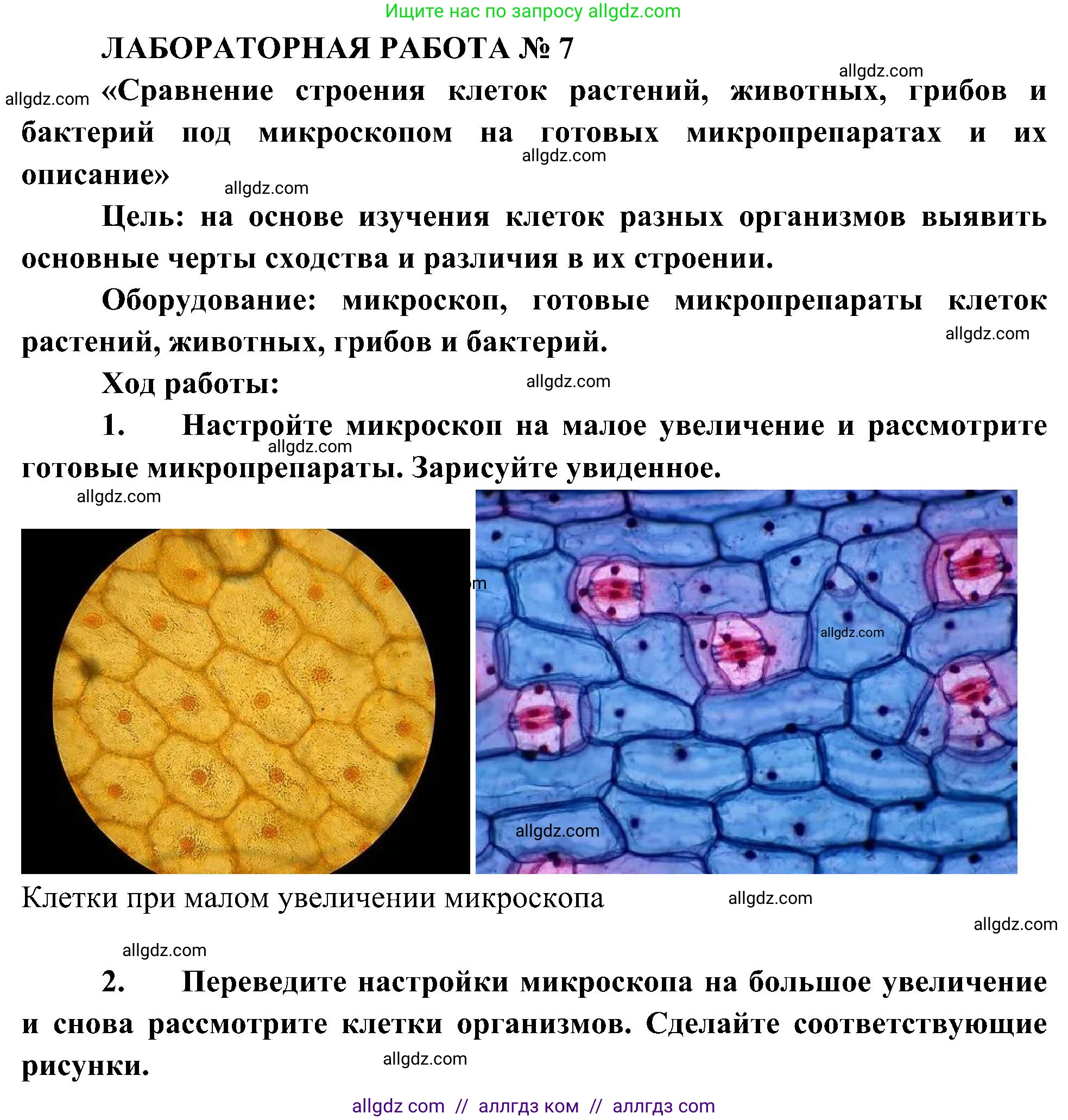 Биология, 10 класс Учебник, авторы: Пасечник Владимир Васильевич, Каменский Андрей Александрович, Рубцов Александр Михайлович, Швецов Глеб Геннадьевич, Гапонюк Зоя Георгиевна, издательство Просвещение, Москва, 2018, зелёного цвета, страница 116, Решение