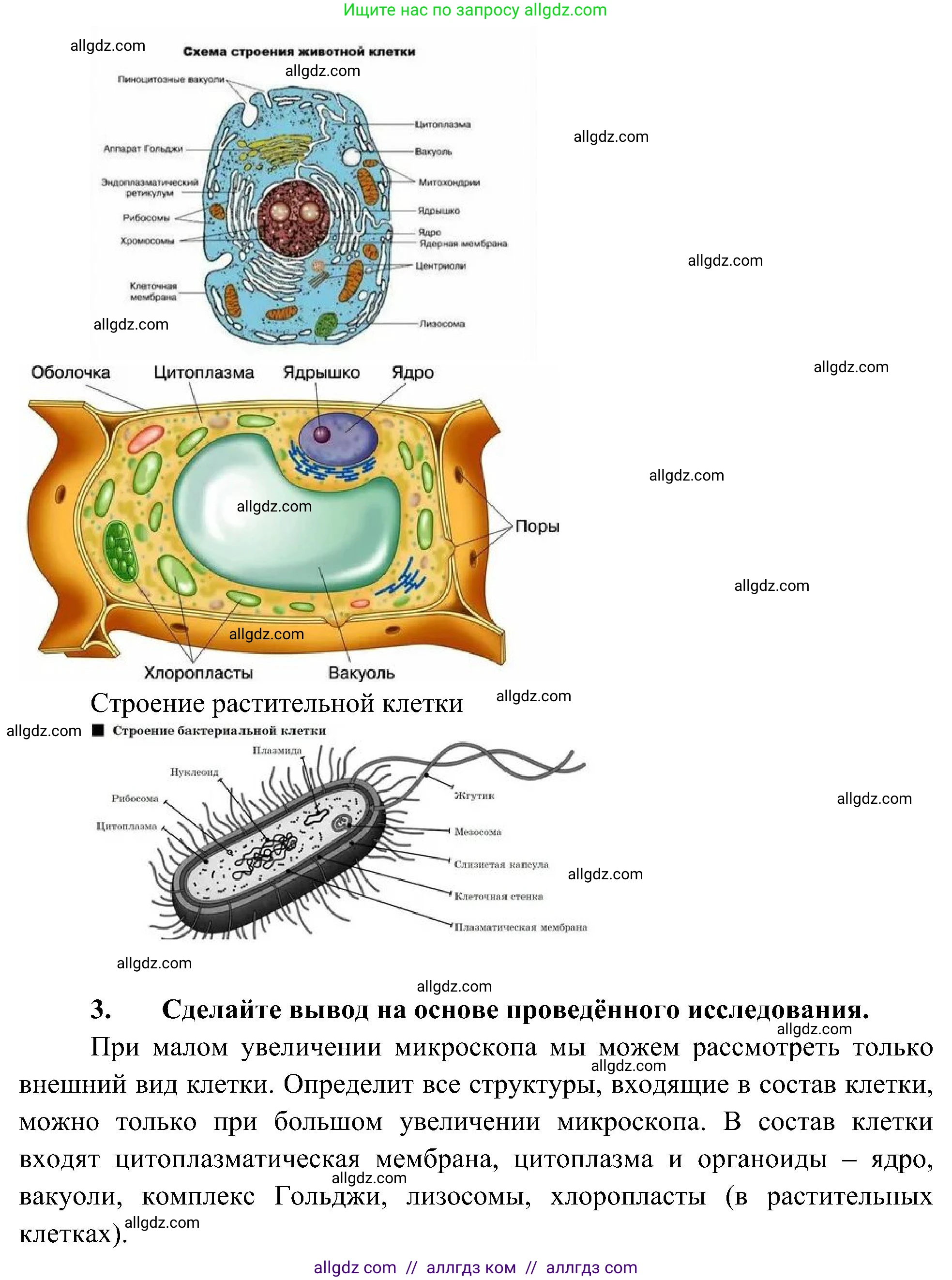 Биология, 10 класс Учебник, авторы: Пасечник Владимир Васильевич, Каменский Андрей Александрович, Рубцов Александр Михайлович, Швецов Глеб Геннадьевич, Гапонюк Зоя Георгиевна, издательство Просвещение, Москва, 2018, зелёного цвета, страница 116, Решение (продолжение 2)