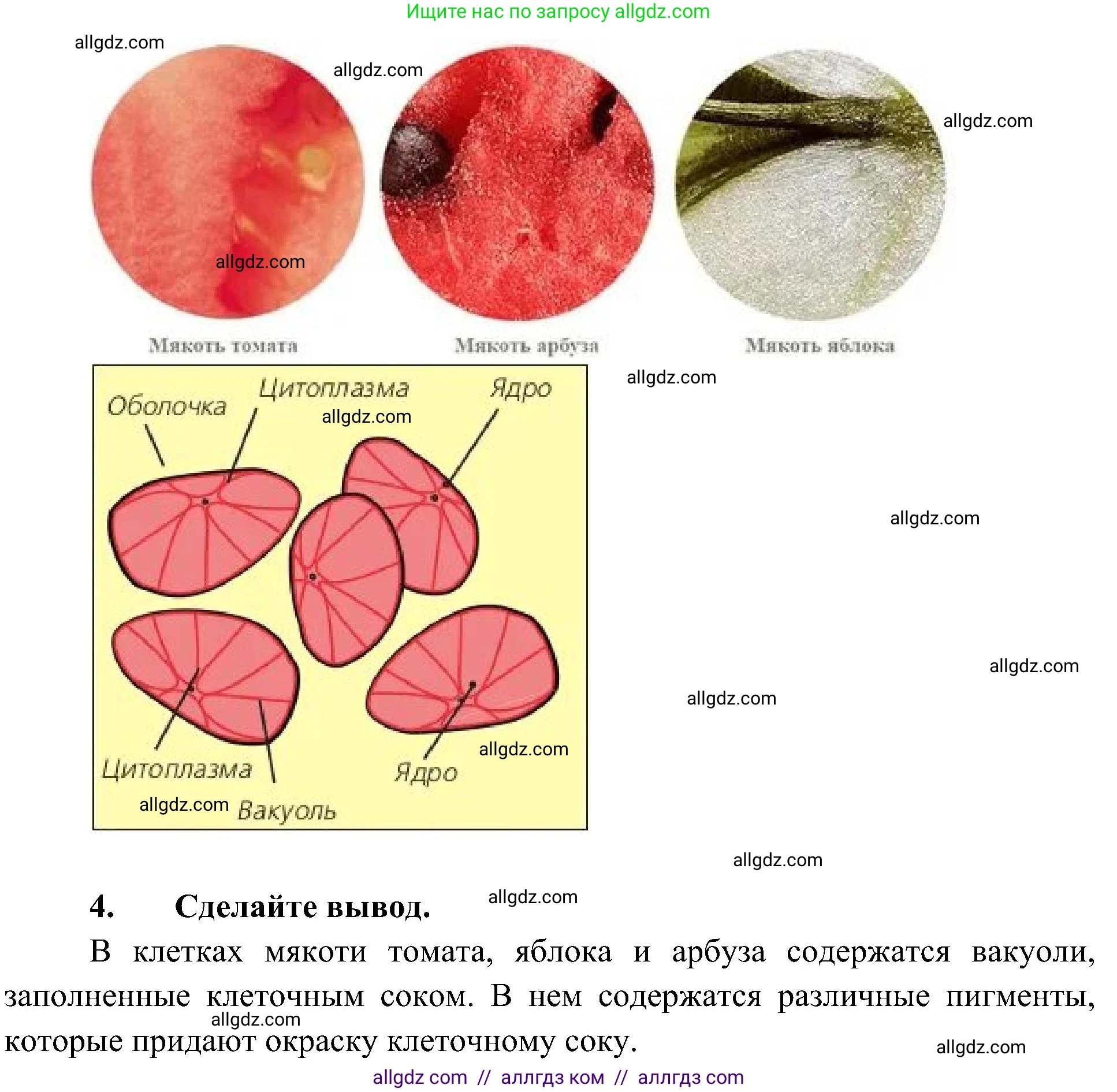 Биология, 10 класс Учебник, авторы: Пасечник Владимир Васильевич, Каменский Андрей Александрович, Рубцов Александр Михайлович, Швецов Глеб Геннадьевич, Гапонюк Зоя Георгиевна, издательство Просвещение, Москва, 2018, зелёного цвета, страница 136, Решение (продолжение 2)