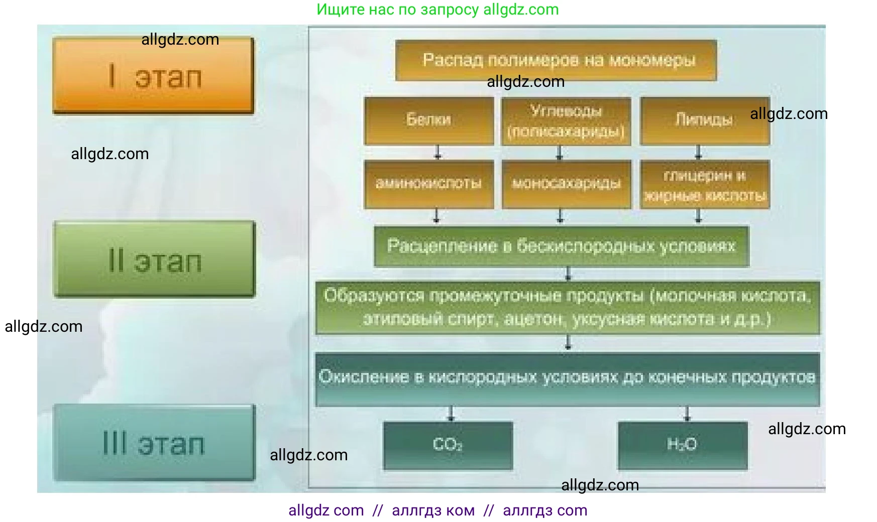Биология, 10 класс Учебник, авторы: Пасечник Владимир Васильевич, Каменский Андрей Александрович, Рубцов Александр Михайлович, Швецов Глеб Геннадьевич, Гапонюк Зоя Георгиевна, издательство Просвещение, Москва, 2018, зелёного цвета, страница 152, номер 1, Решение