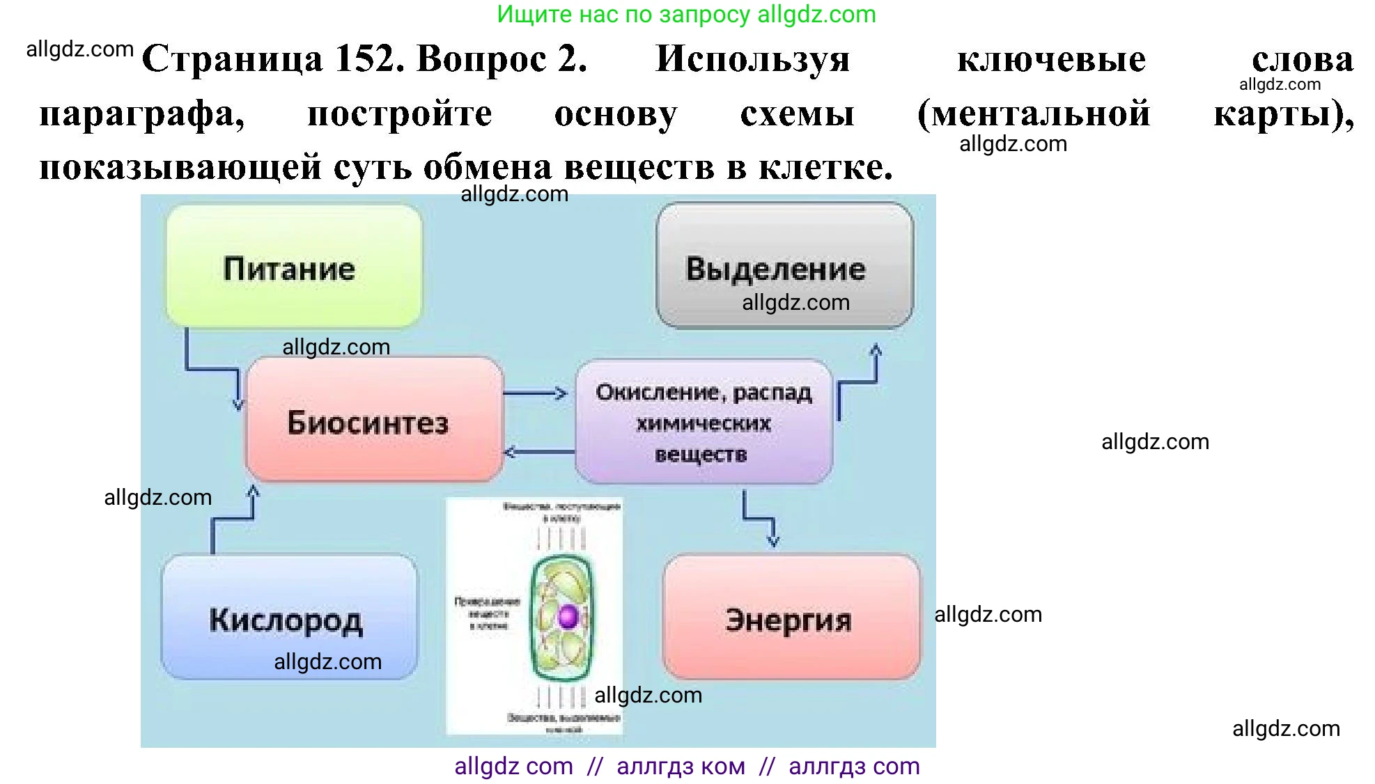 Биология, 10 класс Учебник, авторы: Пасечник Владимир Васильевич, Каменский Андрей Александрович, Рубцов Александр Михайлович, Швецов Глеб Геннадьевич, Гапонюк Зоя Георгиевна, издательство Просвещение, Москва, 2018, зелёного цвета, страница 152, номер 2, Решение