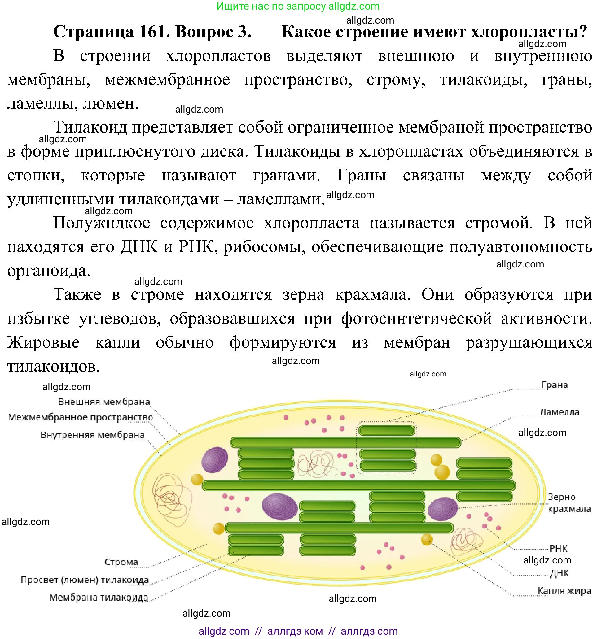 Биология, 10 класс Учебник, авторы: Пасечник Владимир Васильевич, Каменский Андрей Александрович, Рубцов Александр Михайлович, Швецов Глеб Геннадьевич, Гапонюк Зоя Георгиевна, издательство Просвещение, Москва, 2018, зелёного цвета, страница 161, номер 3, Решение