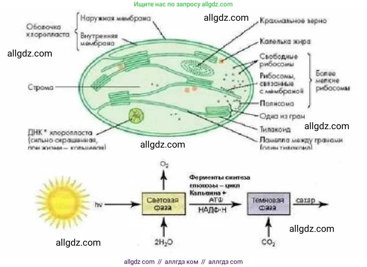 Биология, 10 класс Учебник, авторы: Пасечник Владимир Васильевич, Каменский Андрей Александрович, Рубцов Александр Михайлович, Швецов Глеб Геннадьевич, Гапонюк Зоя Георгиевна, издательство Просвещение, Москва, 2018, зелёного цвета, страница 167, номер 3, Решение