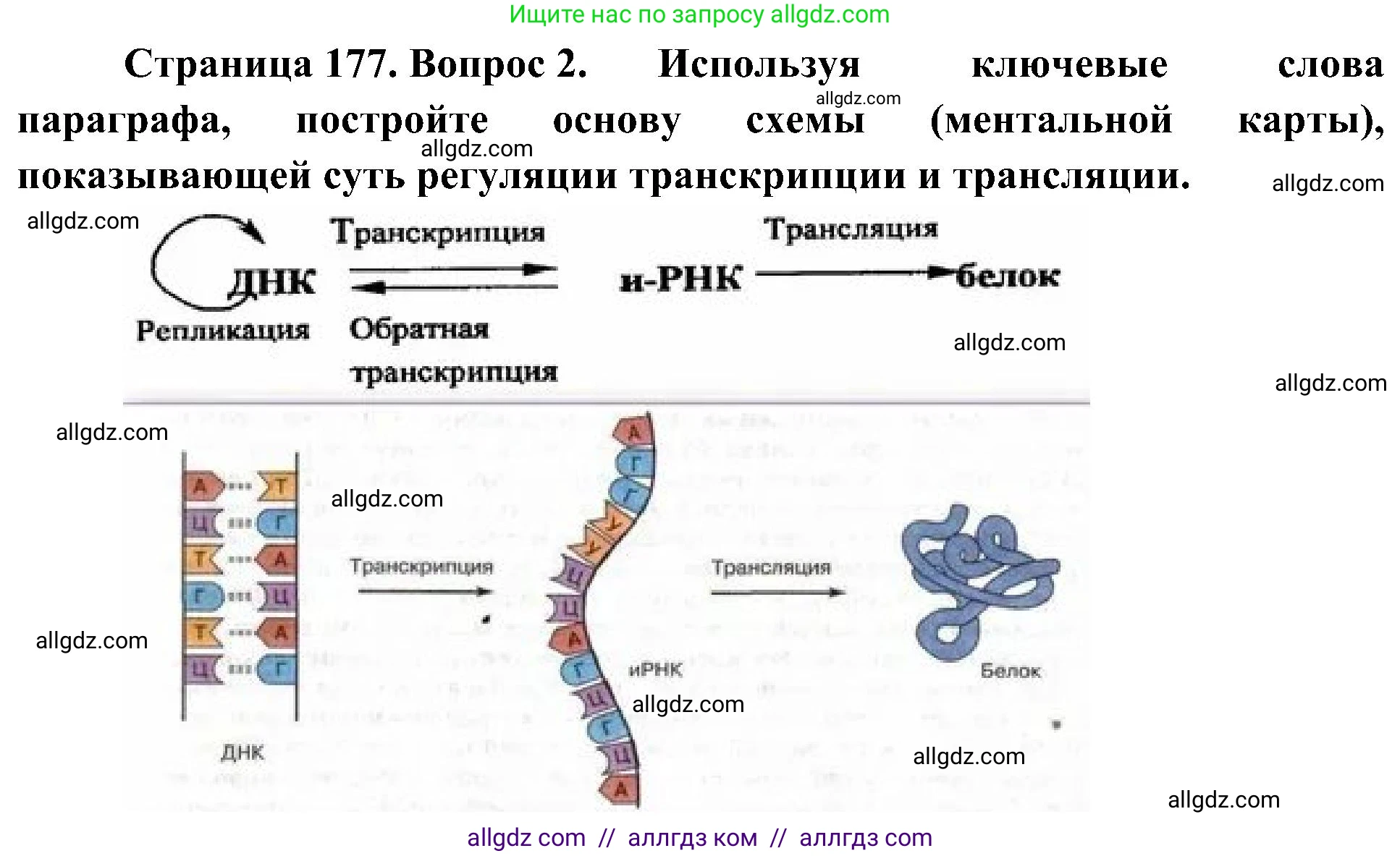 Биология, 10 класс Учебник, авторы: Пасечник Владимир Васильевич, Каменский Андрей Александрович, Рубцов Александр Михайлович, Швецов Глеб Геннадьевич, Гапонюк Зоя Георгиевна, издательство Просвещение, Москва, 2018, зелёного цвета, страница 177, номер 2, Решение