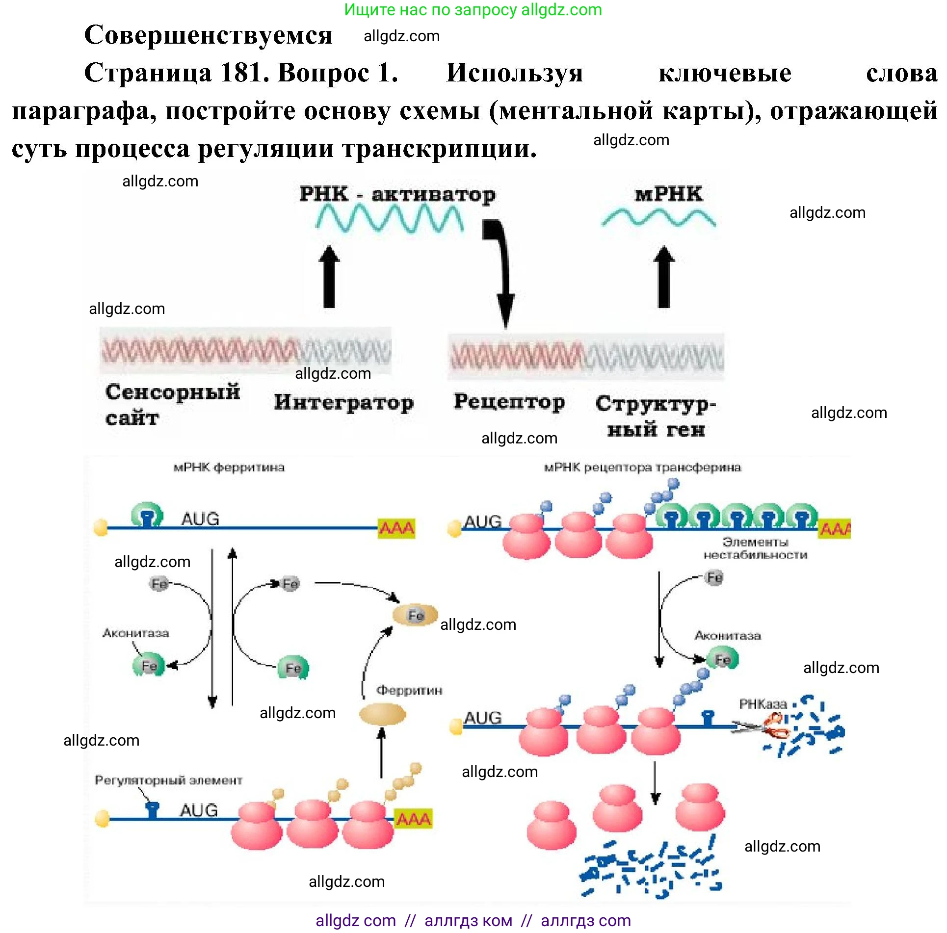 Биология, 10 класс Учебник, авторы: Пасечник Владимир Васильевич, Каменский Андрей Александрович, Рубцов Александр Михайлович, Швецов Глеб Геннадьевич, Гапонюк Зоя Георгиевна, издательство Просвещение, Москва, 2018, зелёного цвета, страница 181, номер 1, Решение